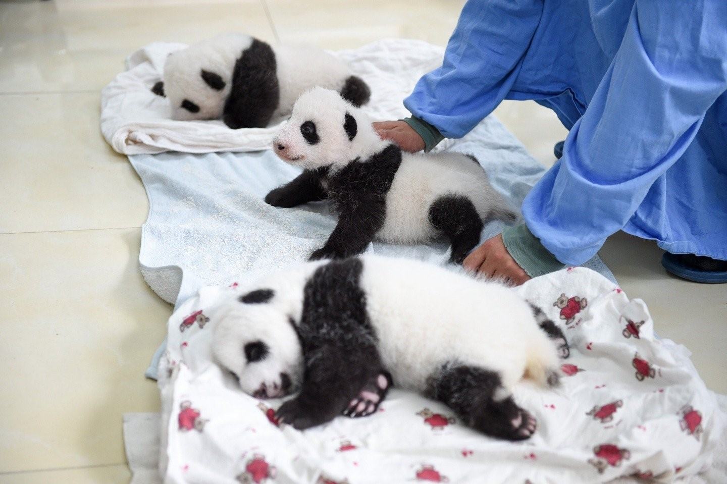Панда сколько детенышей. Детёныш панды новорожденный. Большая Панда с детенышем. Новорожденный Медвежонок панды. Панды с малышом.