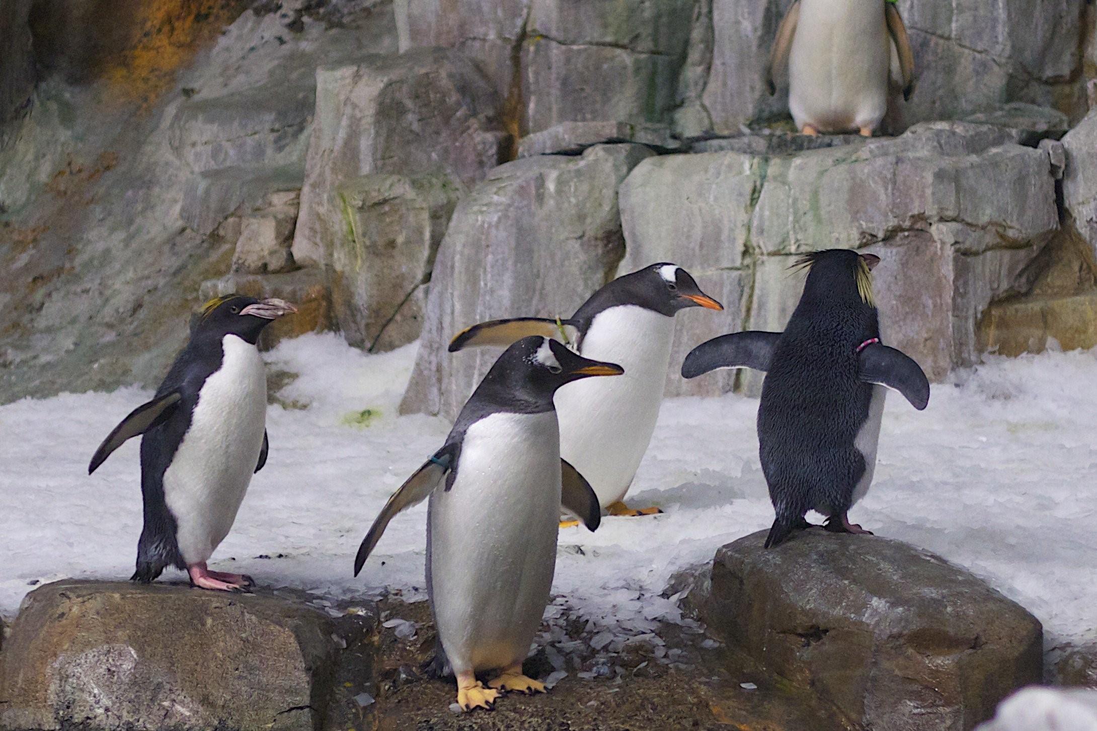 Пингвины в дикой природе. Королевский хохлатый Пингвин. Северный хохлатый Пингвин. Хохлатый Пингвин в Антарктиде. Нелетающие птицы пингвины.