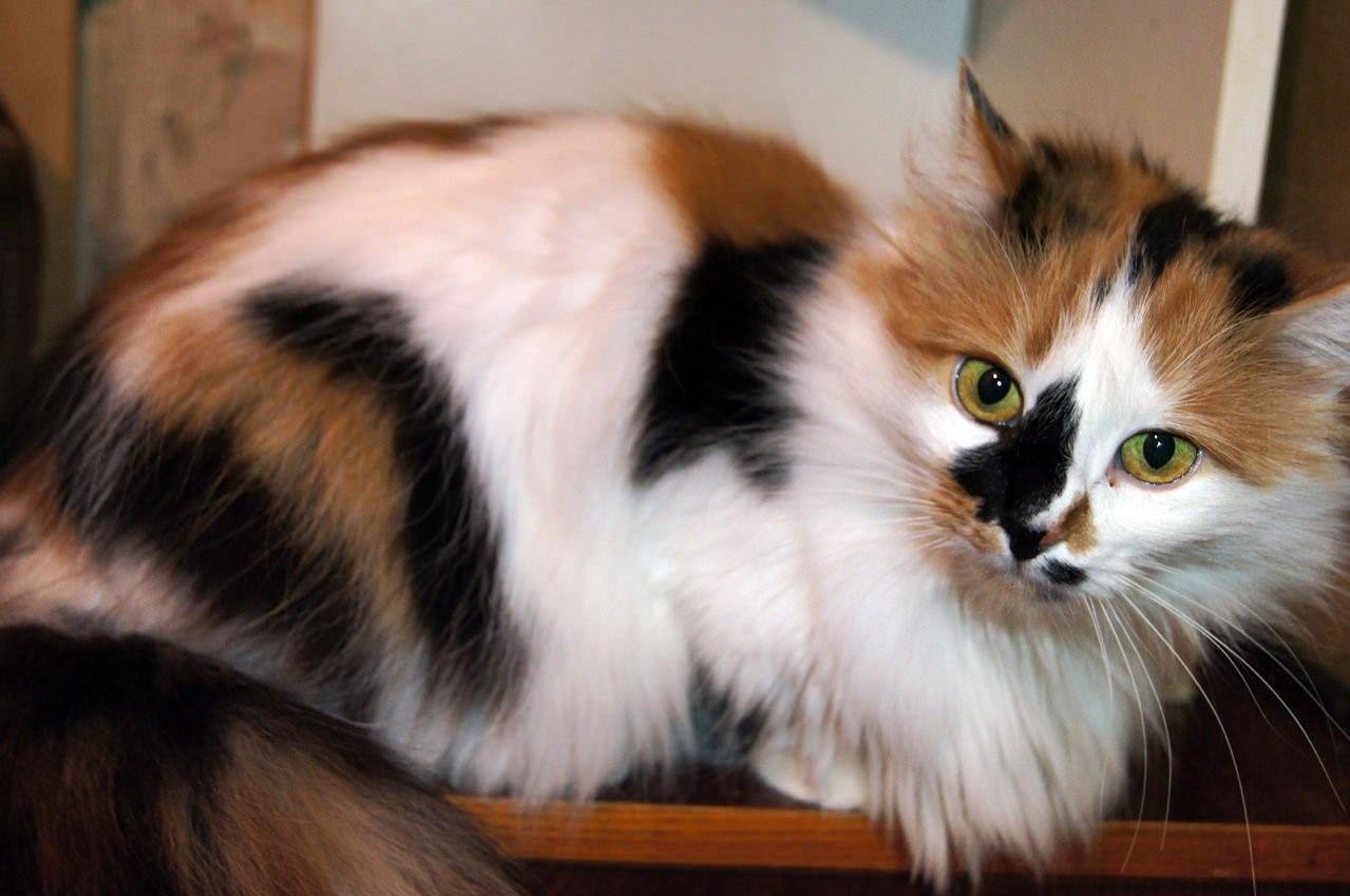 Породы кошек с фотографиями и названиями пушистые трехцветные