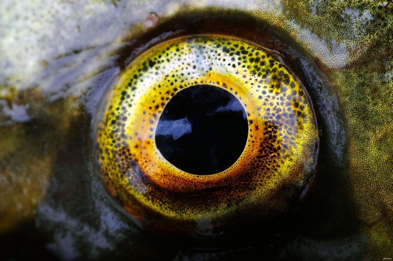 Глаза щуки. Глаз рыбы. Рыбий глаз. Щучий глаз.