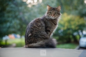 Кот татарин