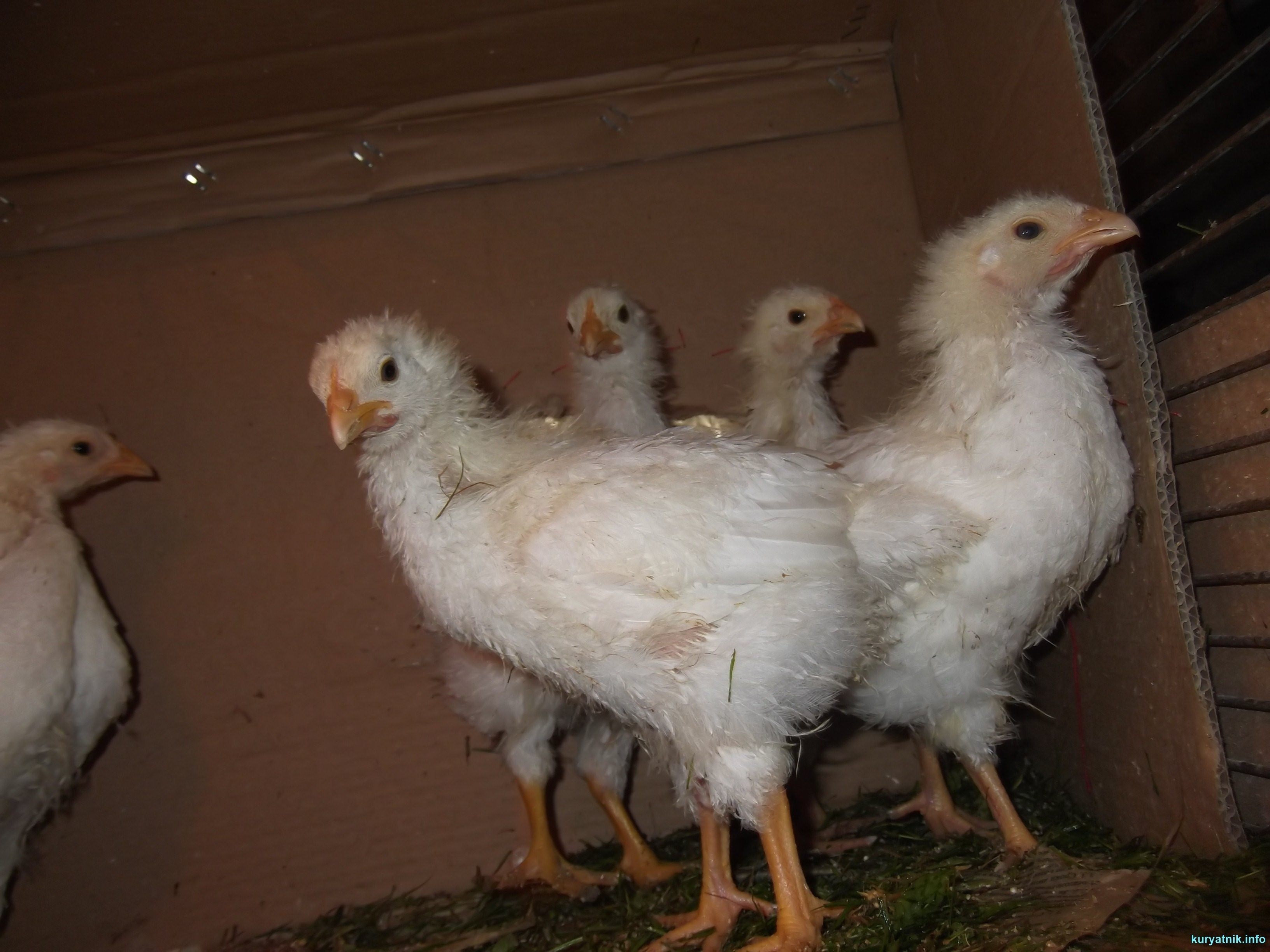 2 недельные цыплята. Куры несушки бройлеры. Двухнедельные цыплята. Цыплята бройлеры. Месячные цыплята.