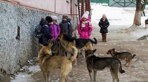 Нападение собак