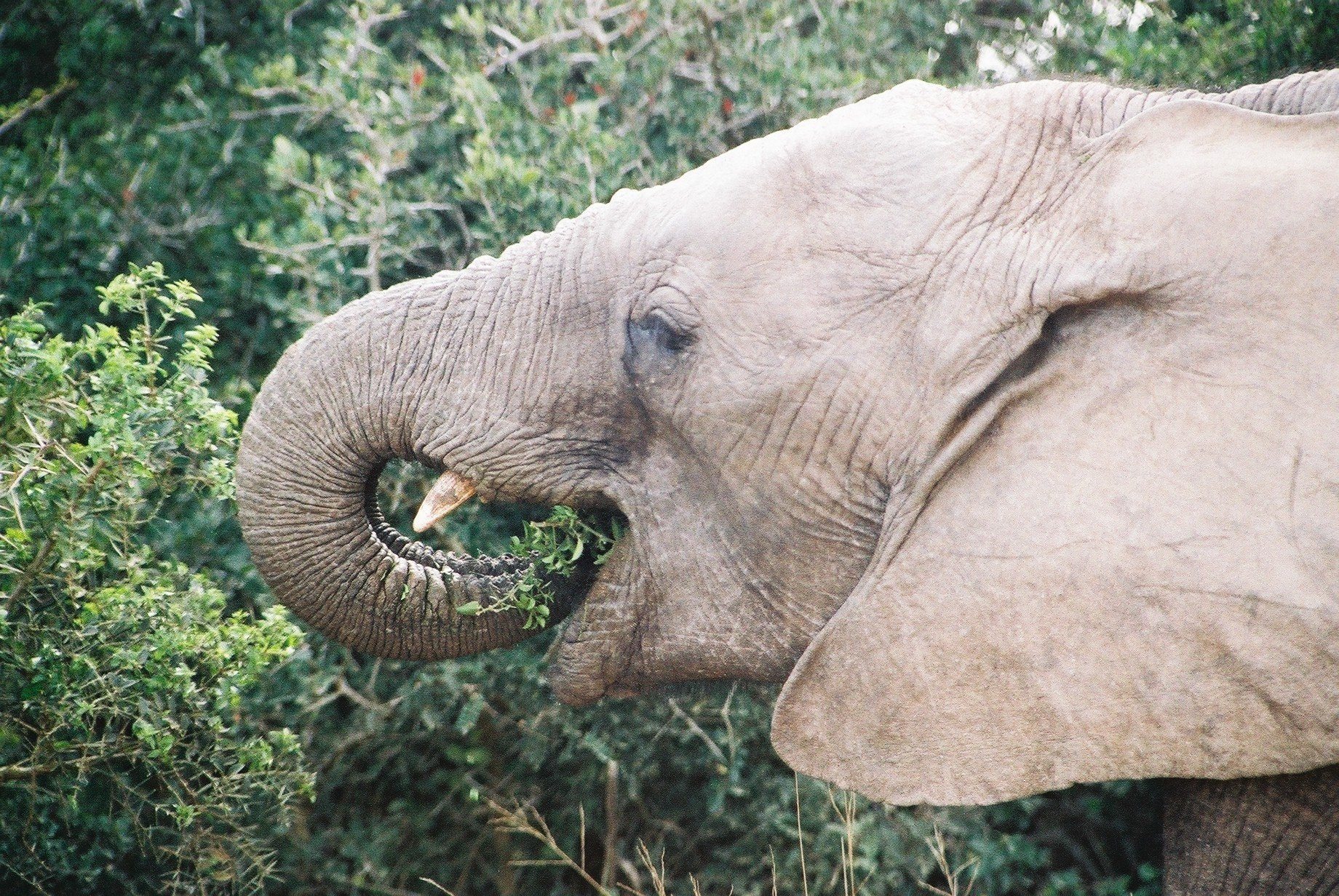 фото слон ест