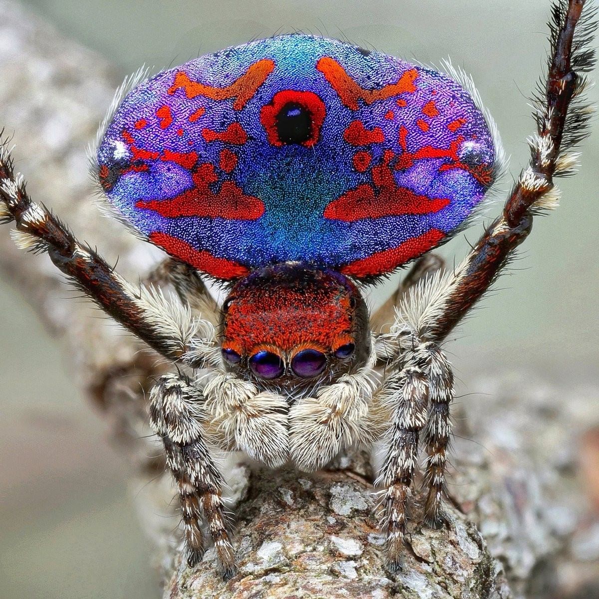 Паук-Павлин (Maratus volans)