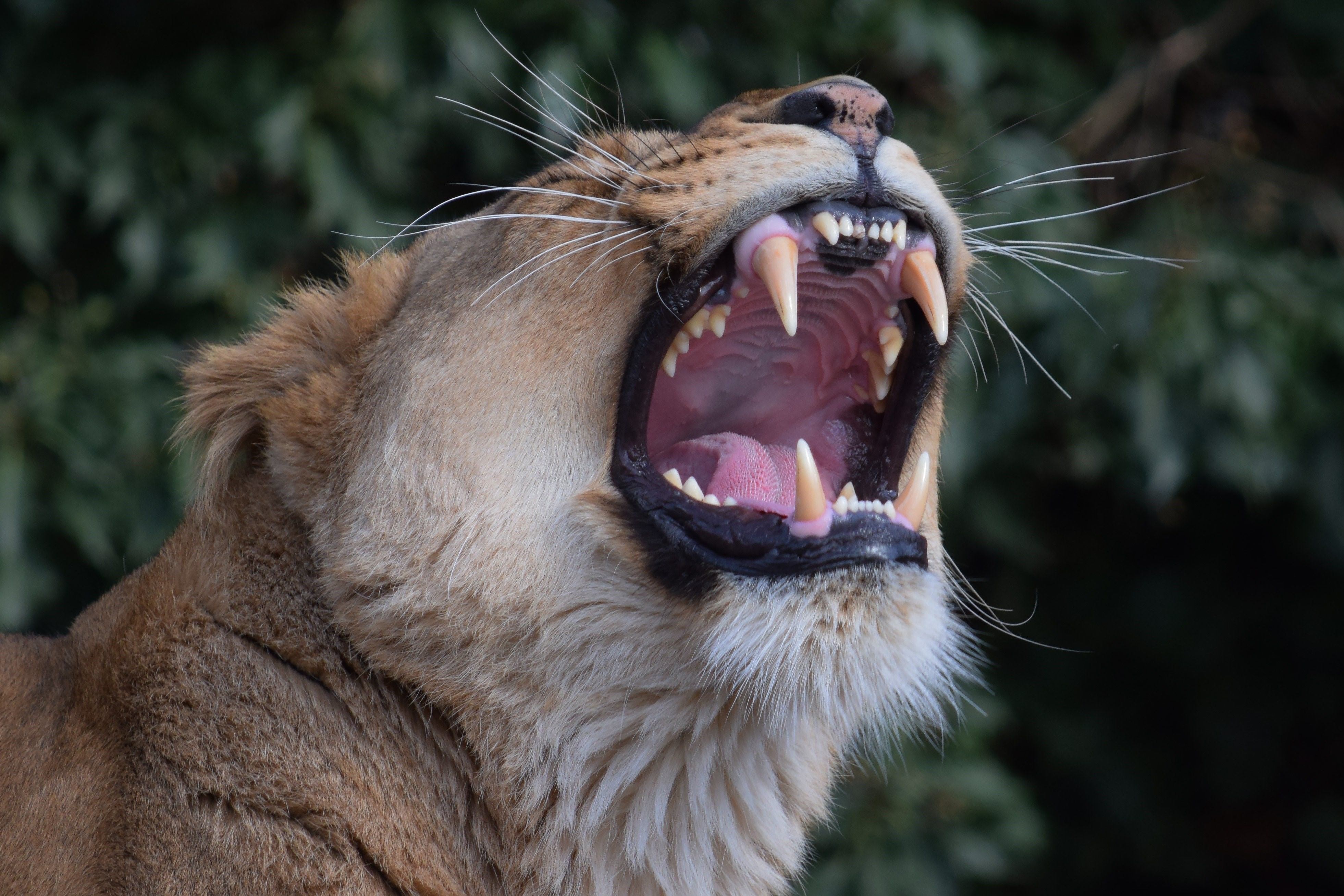 Лев открывает рот. Клыки хищных животных. Пасть Льва.