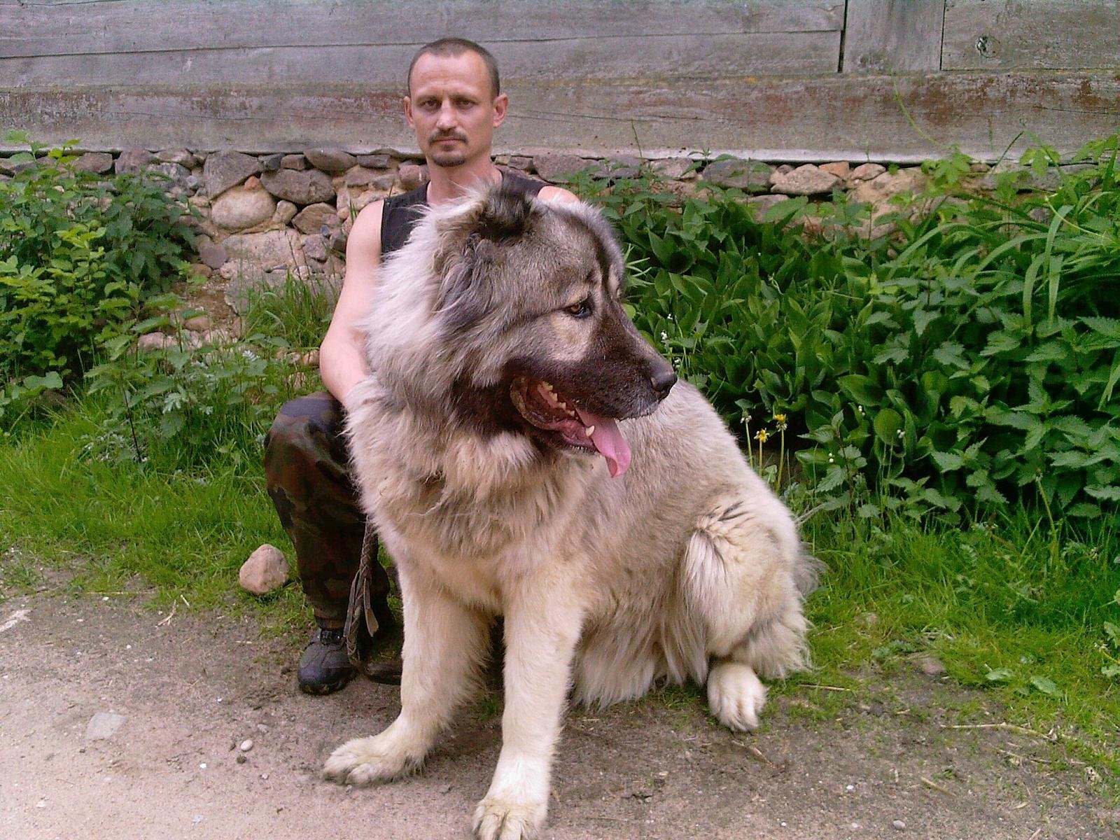 кавказская овчарка 6 месяцев фото