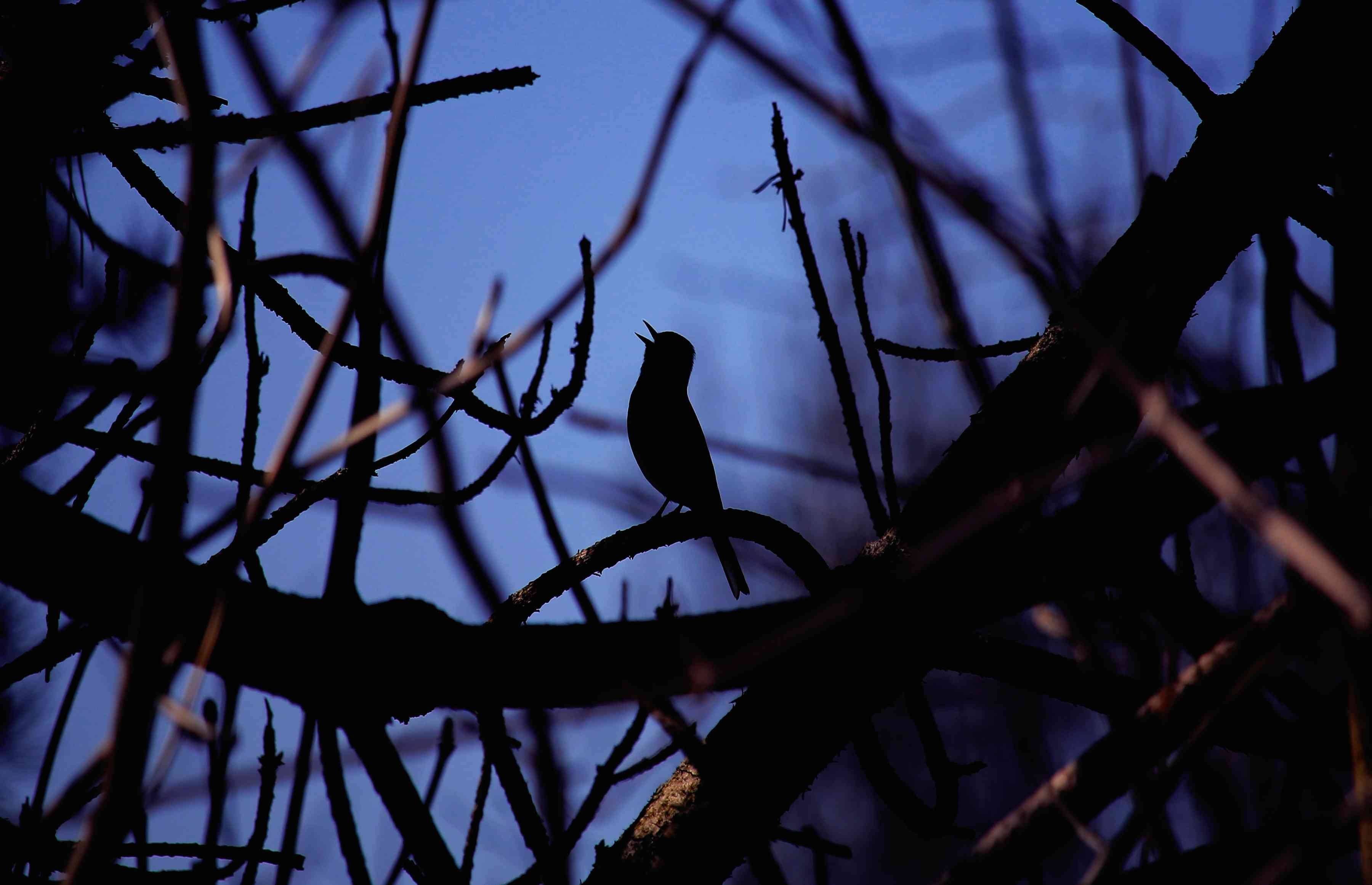 Песня соловьиная ночь. Птицы ночью. Птица которая поет ночью. Птицы в Вечернем лесу. Вечер птицы.