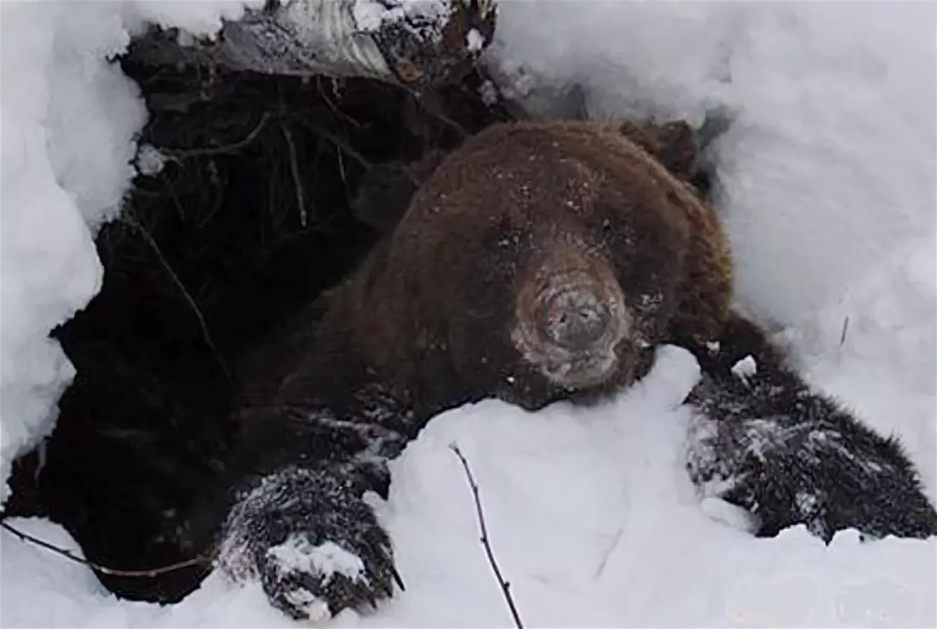Когда просыпаются медведи после зимней