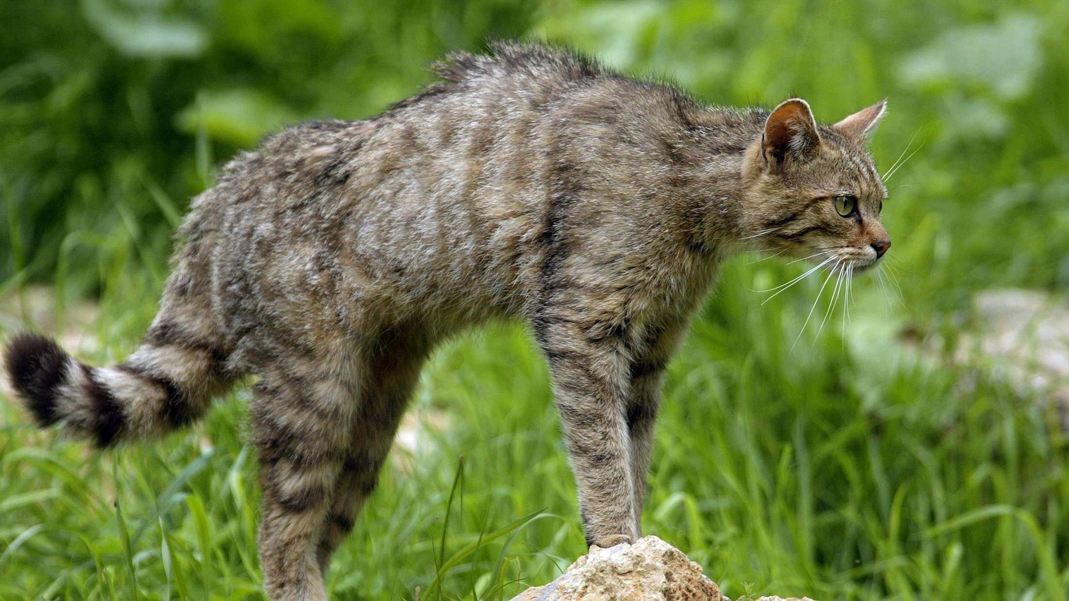 Дикие и домашние кошки фото и названия