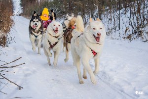 Хаски в упряжке