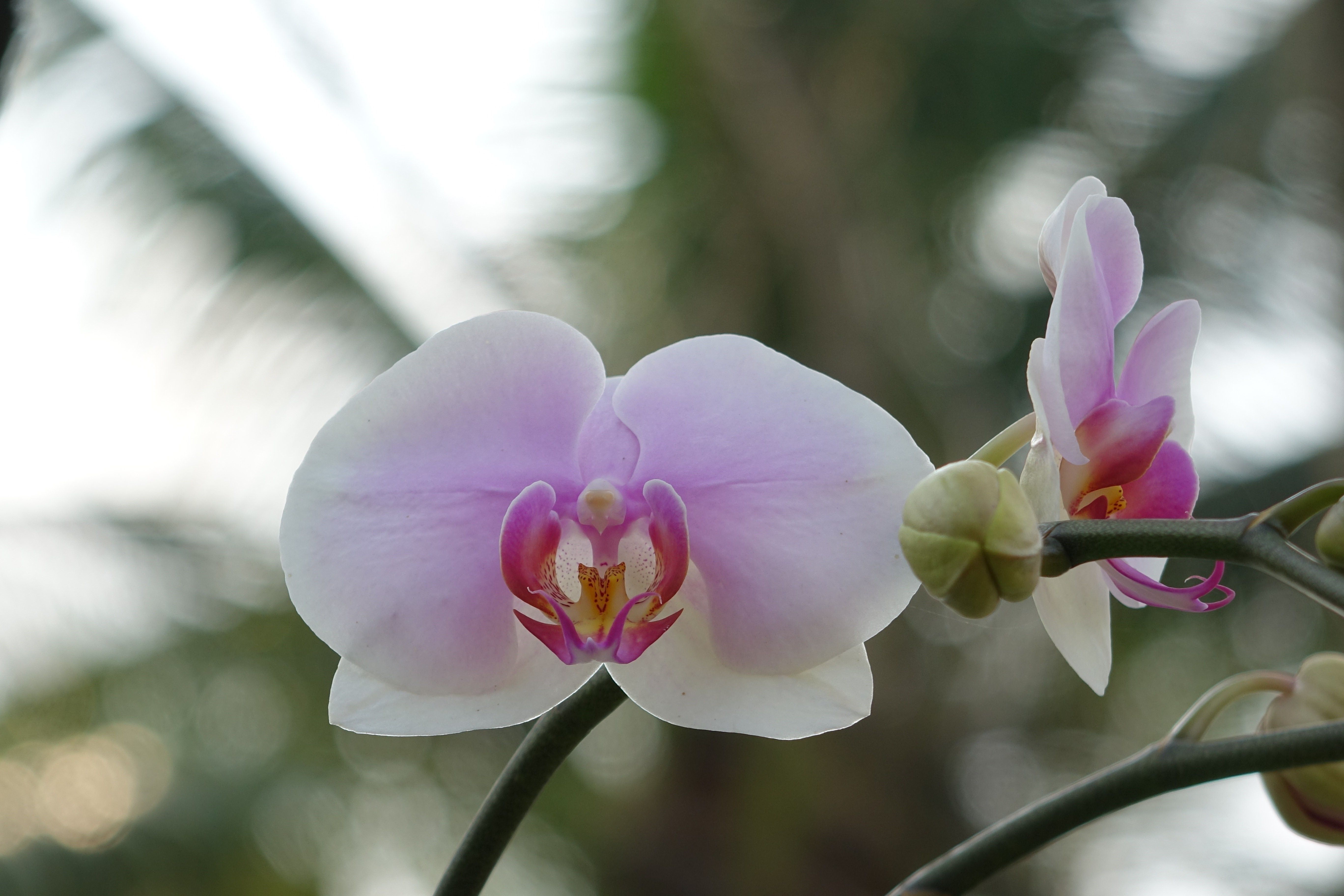 Орхидея майя бабочка фото и описание