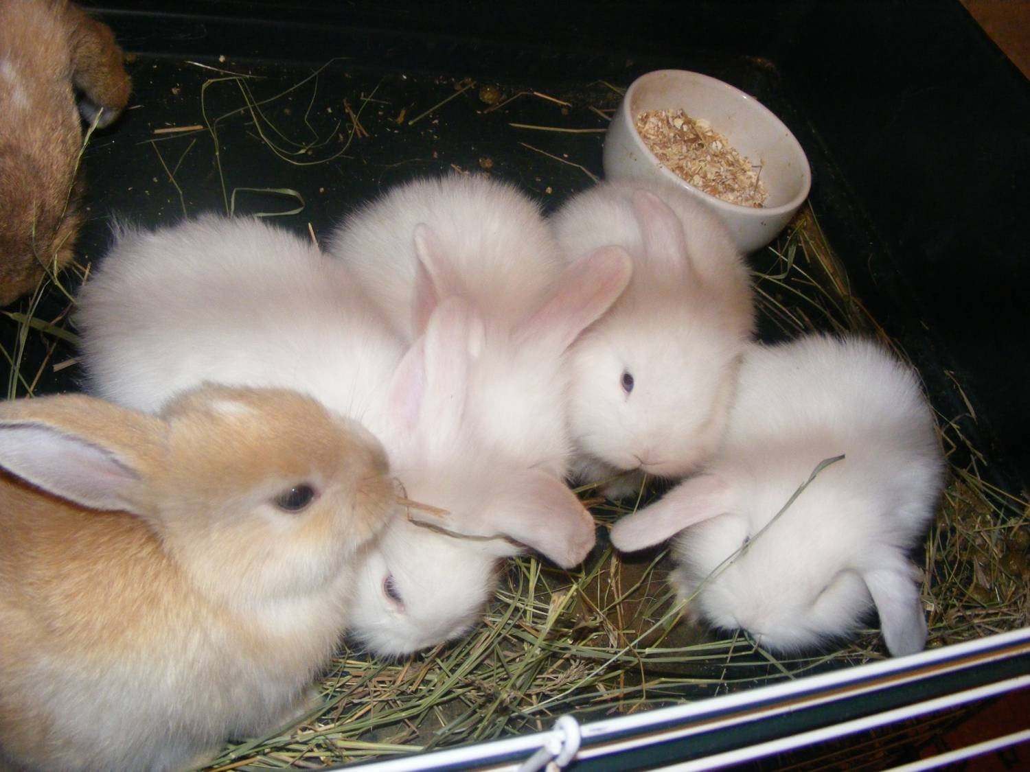 Сколько всего живут кролики