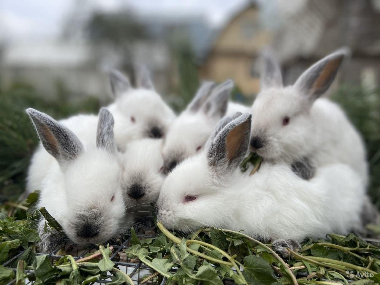 Большие и маленькие кролики. Кролик калифорниец. Крольчата крольчата. Маленькие крольчата. Кролики и их Детеныши.