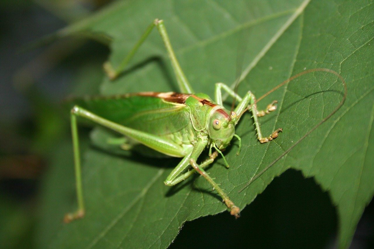 Почему кузнечик зеленый. Зелёное насекомое похожее на кузнечика. Большой зеленый кузнечик. Маленькое зеленое насекомое. Маленький зеленый кузнечик.