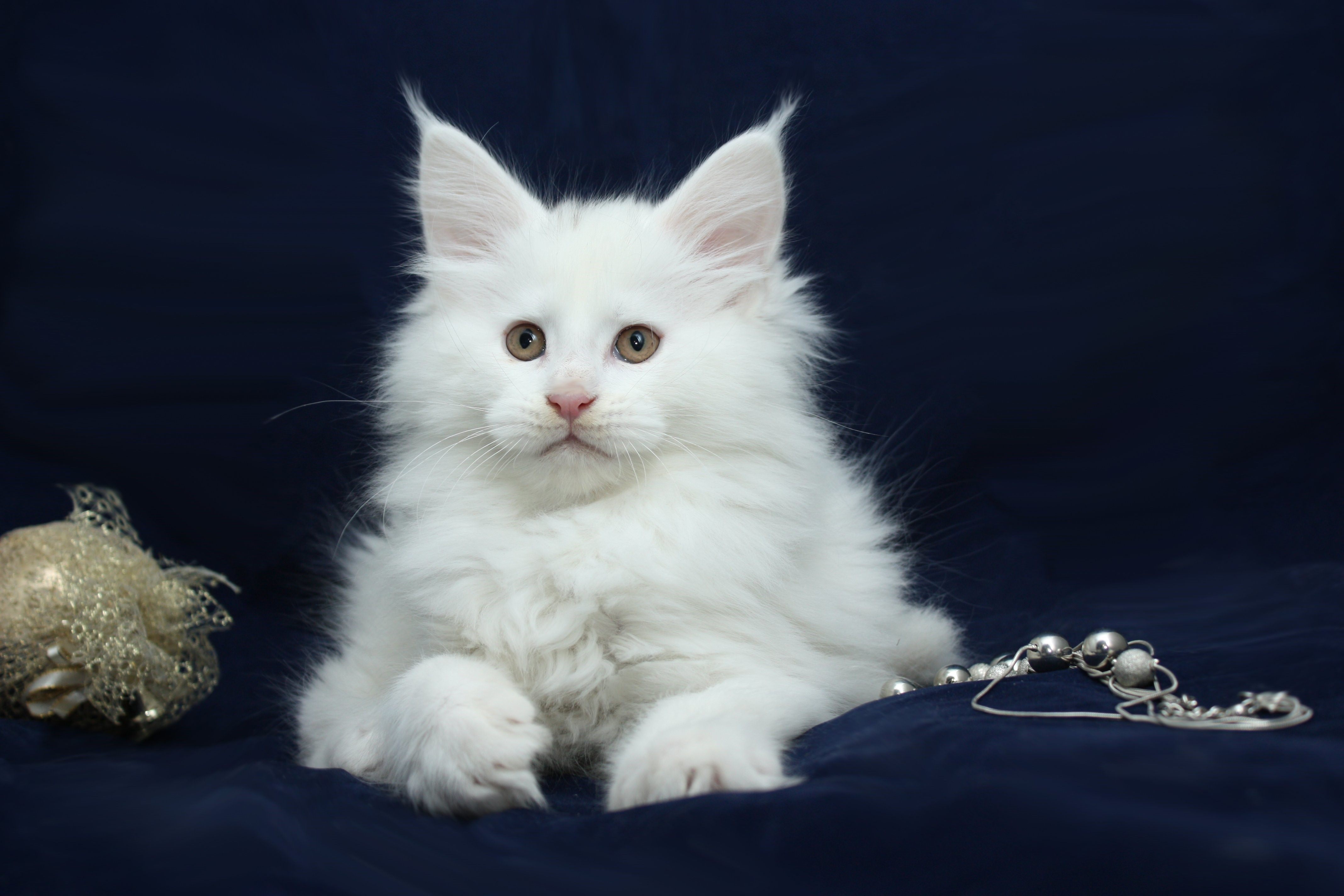 Белый мейкун. Сибирская кошка белая. Мейн кун белый кот. Мейн кун белый котенок. Белый котенок Мейн куна.