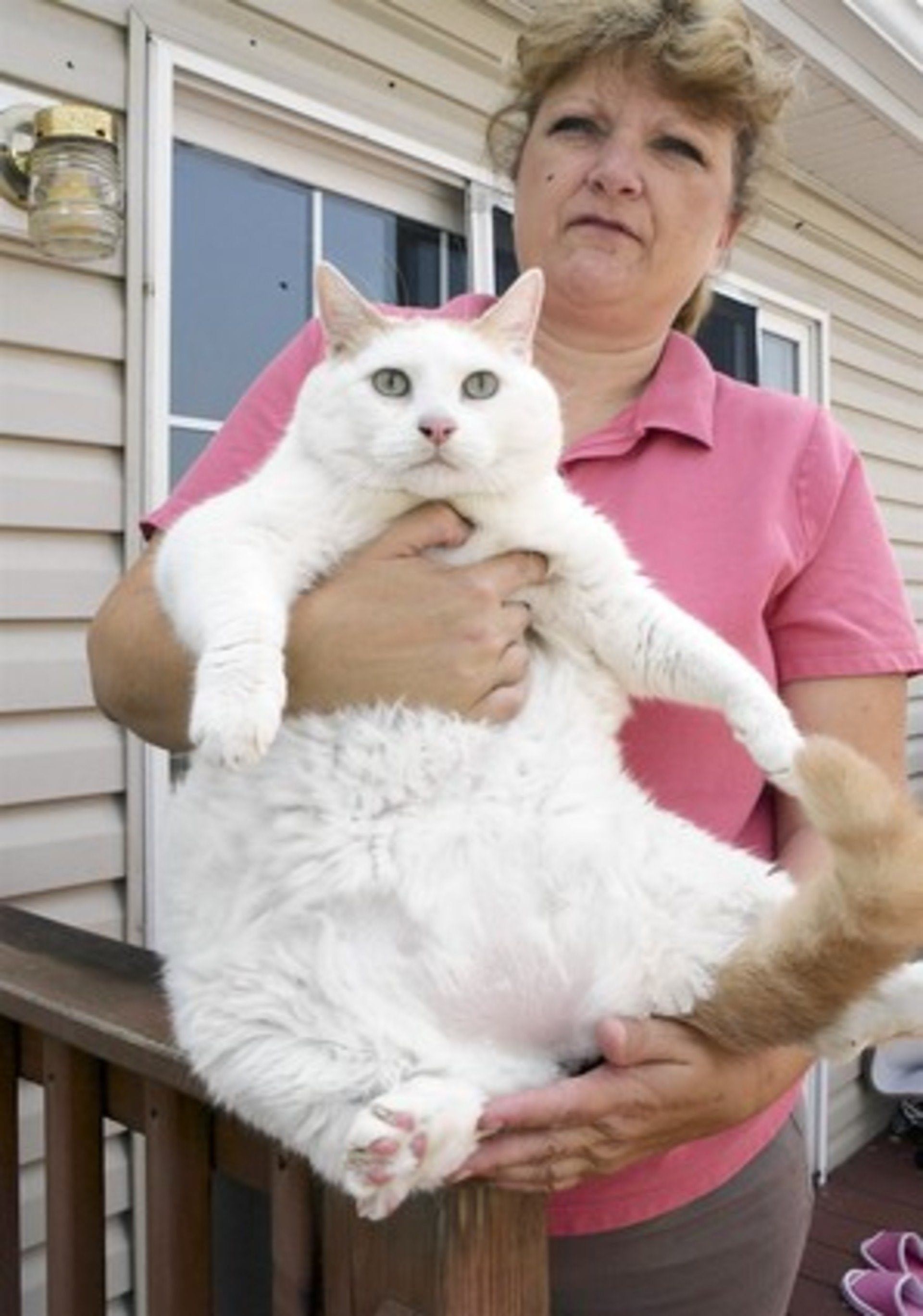 Толстого кота в мире. Химми кот толстый. Самый жирный кот. Самый толстый Кок в мире.
