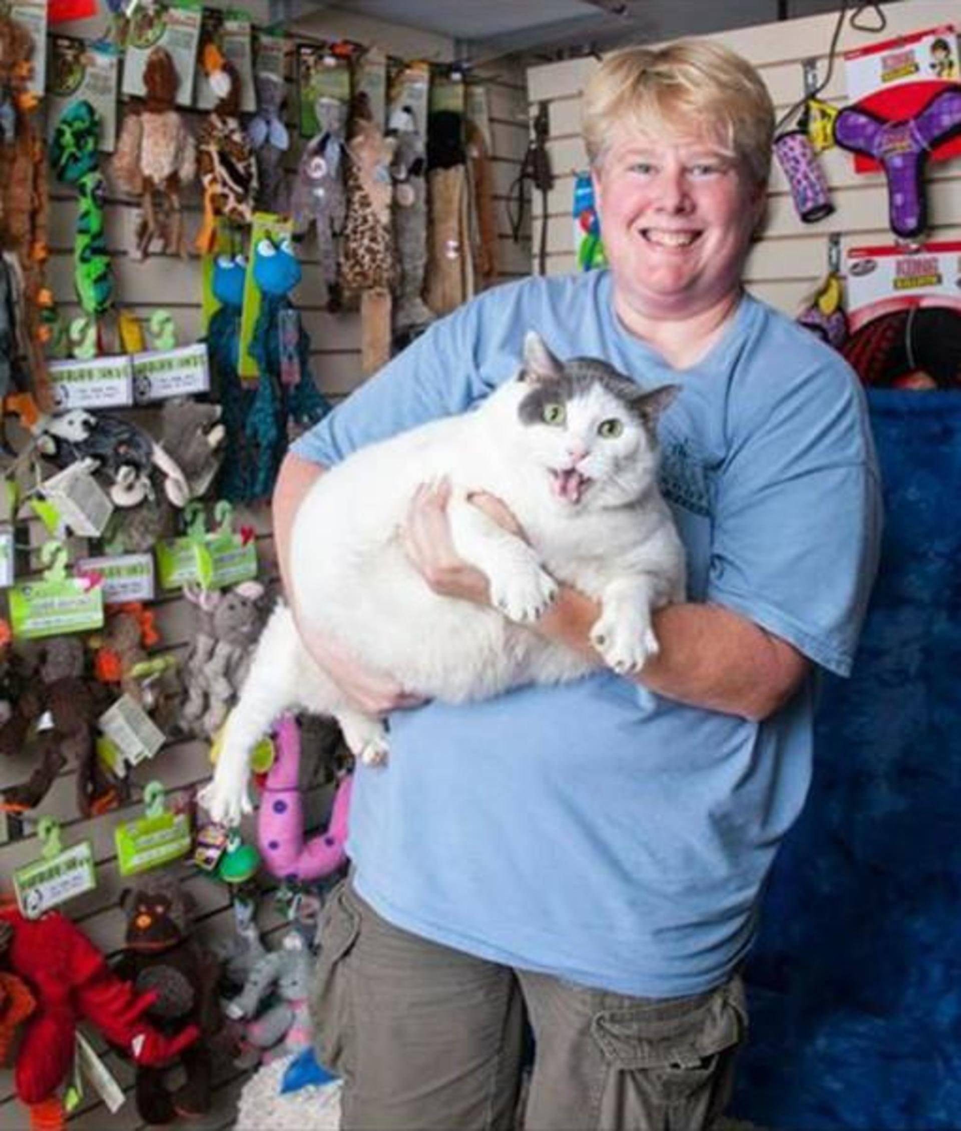 Толстого кота в мире. Самый толстый кот. Самый жирный кот.