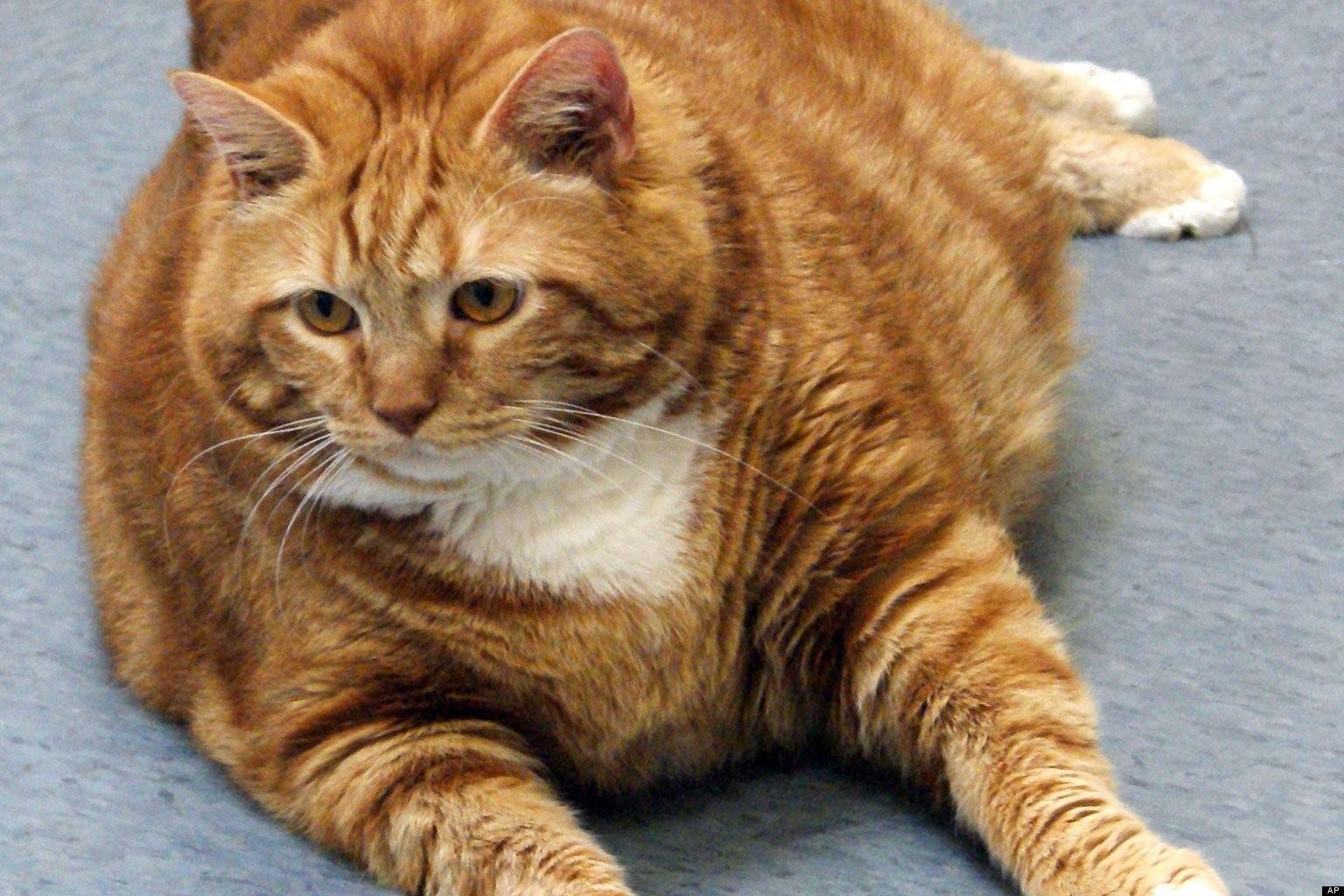 Толстого кота в мире. Фат кат. Жирный кот. Толстый рыжий кот. Толстенький котик.