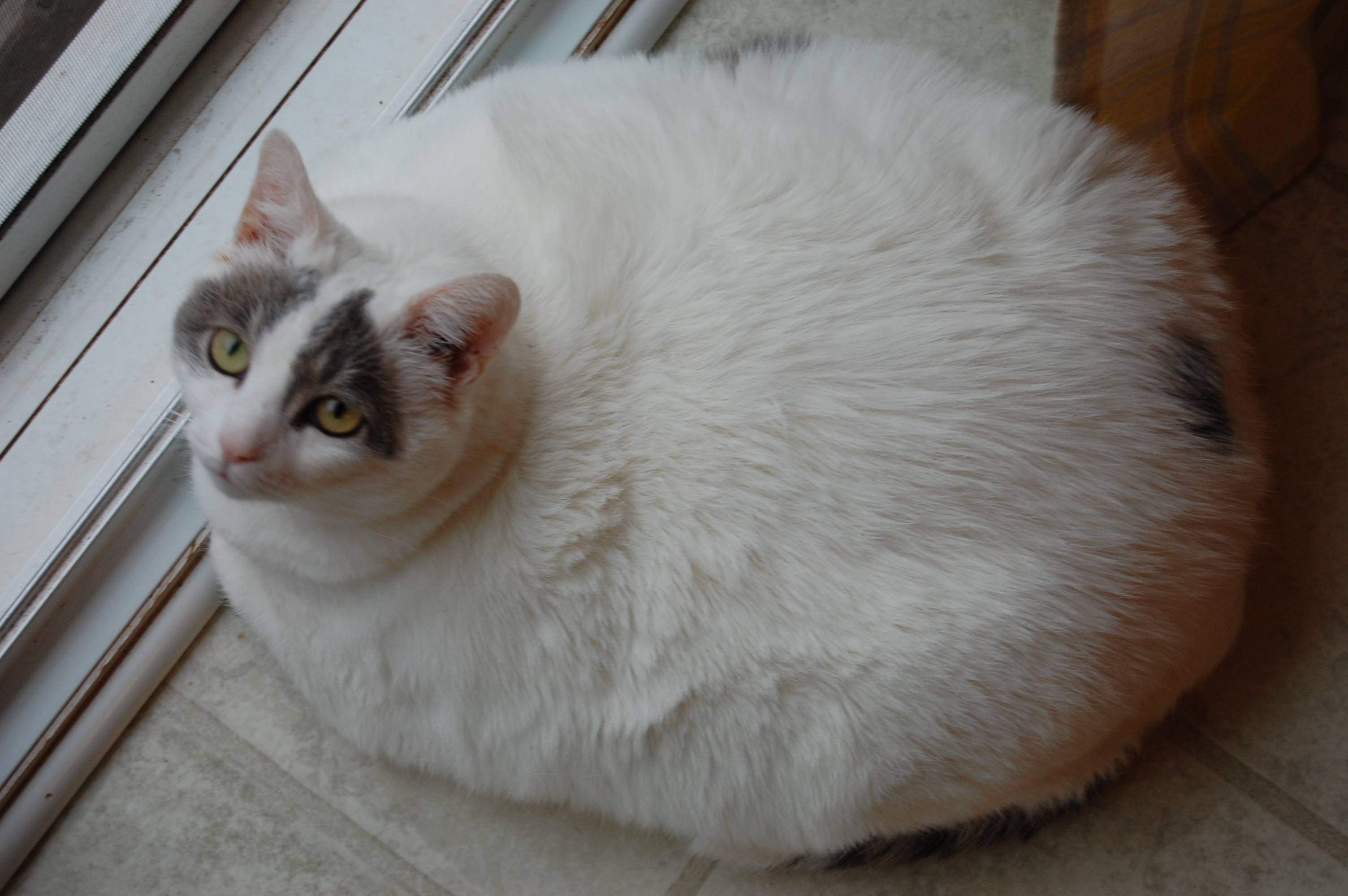 Толстого кота в мире. Очень жирный кот. Самый толстый кот.