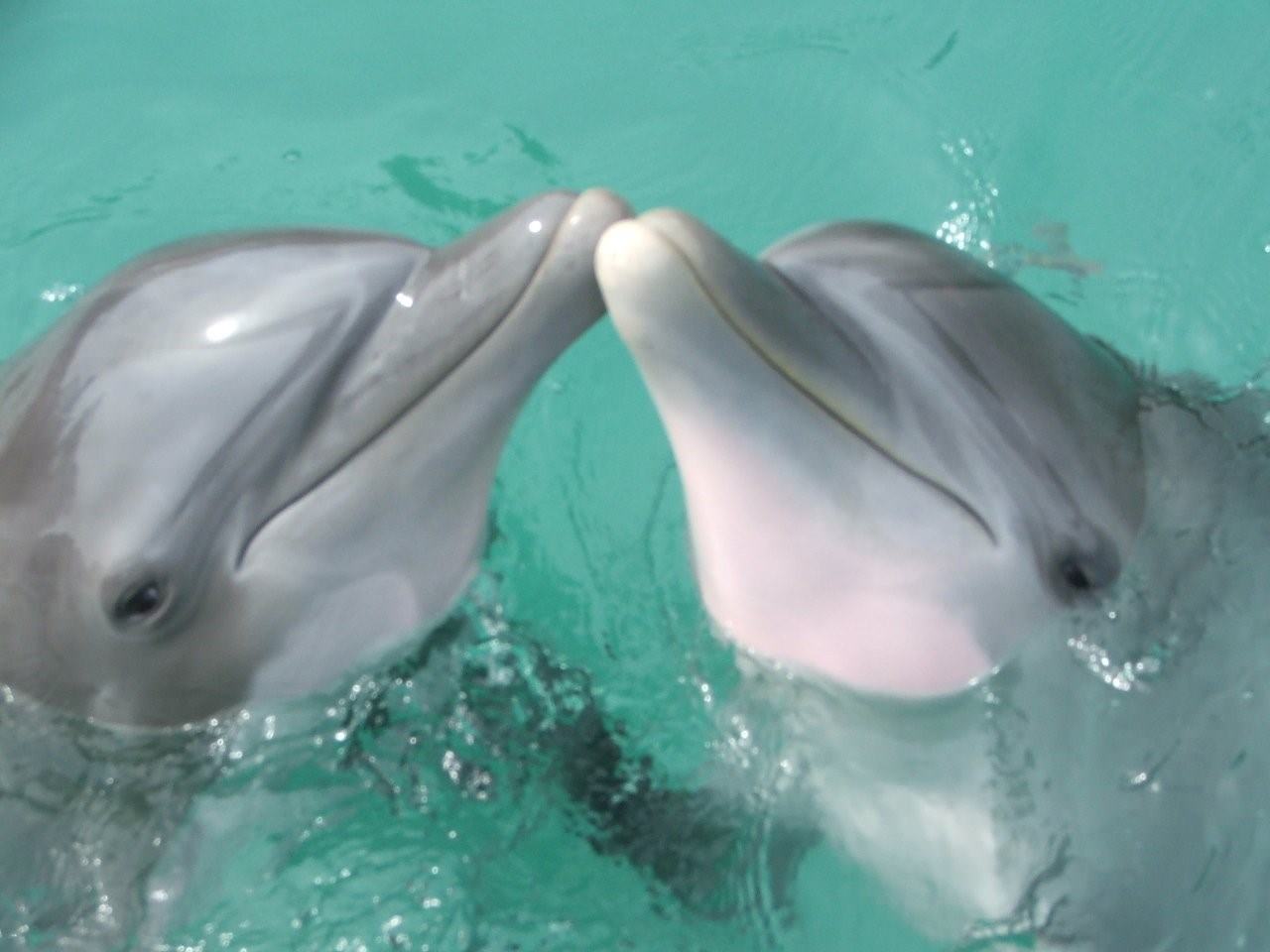 Дельфиненок песня слушать