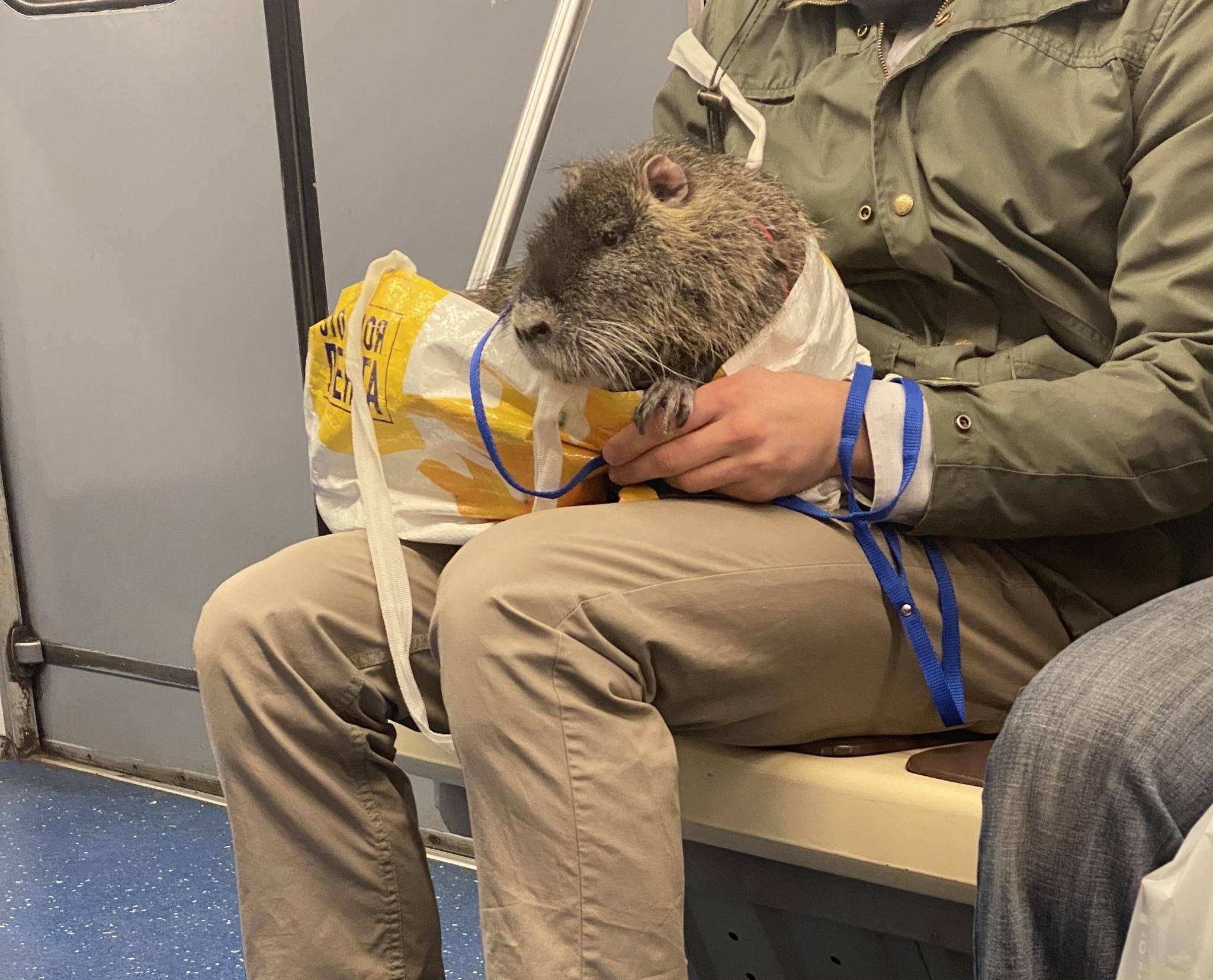 крысы в московском метро размер