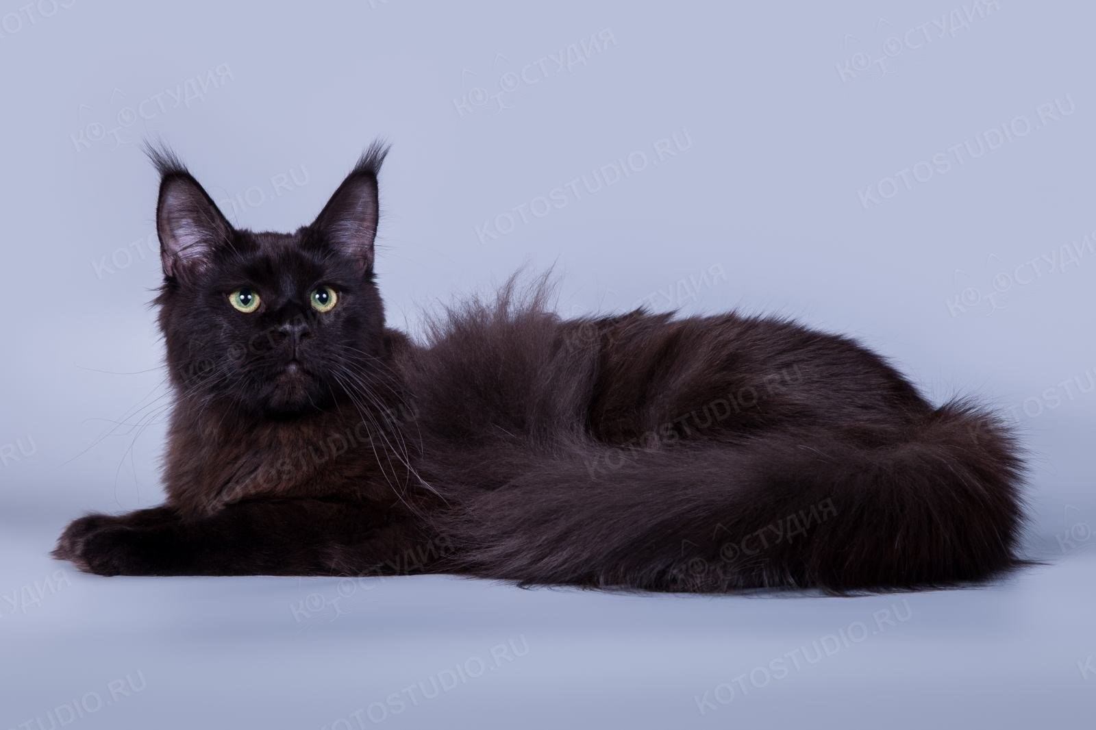 Чёрный Солид Мейн кун кошка