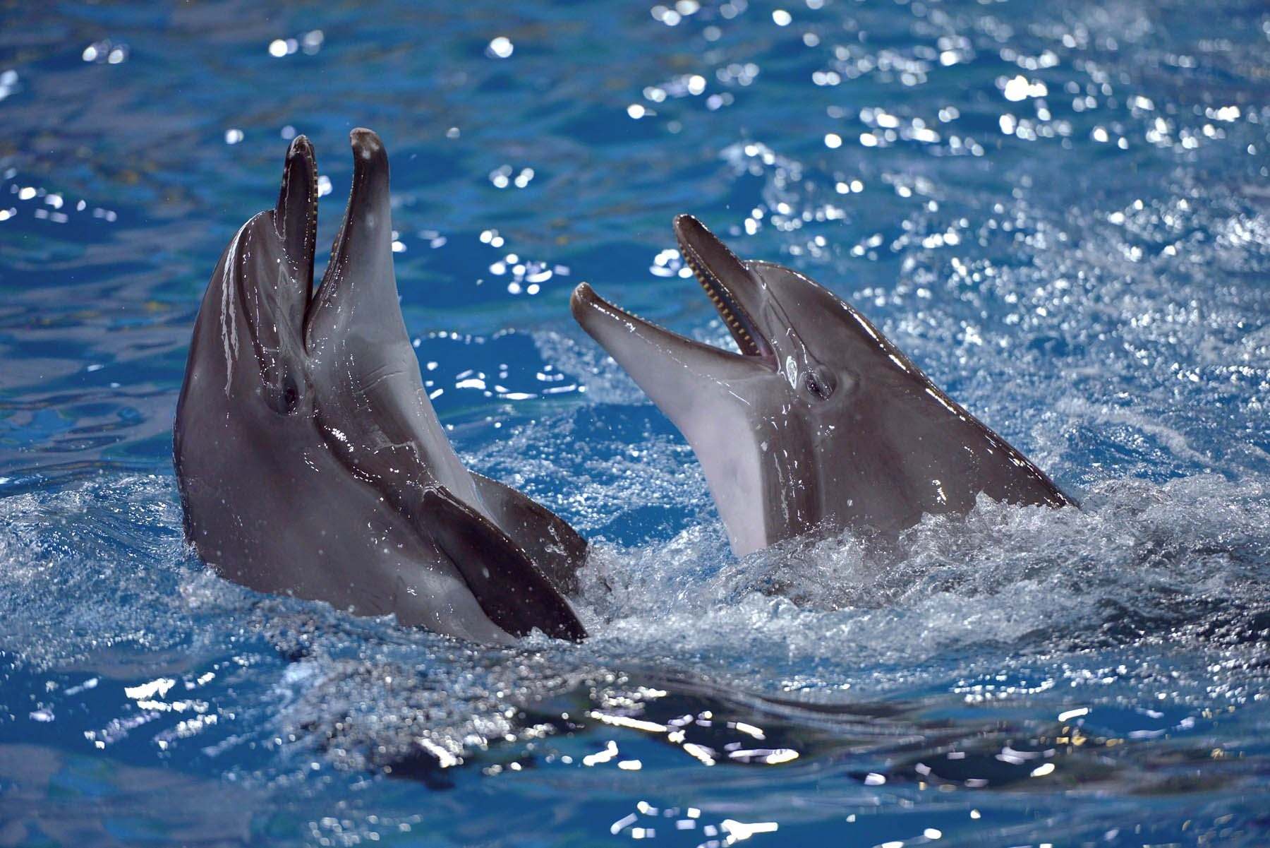 Дельфин издает звуки. Дельфины. Разговор дельфинов. Дельфины картинки. Дельфин фото.