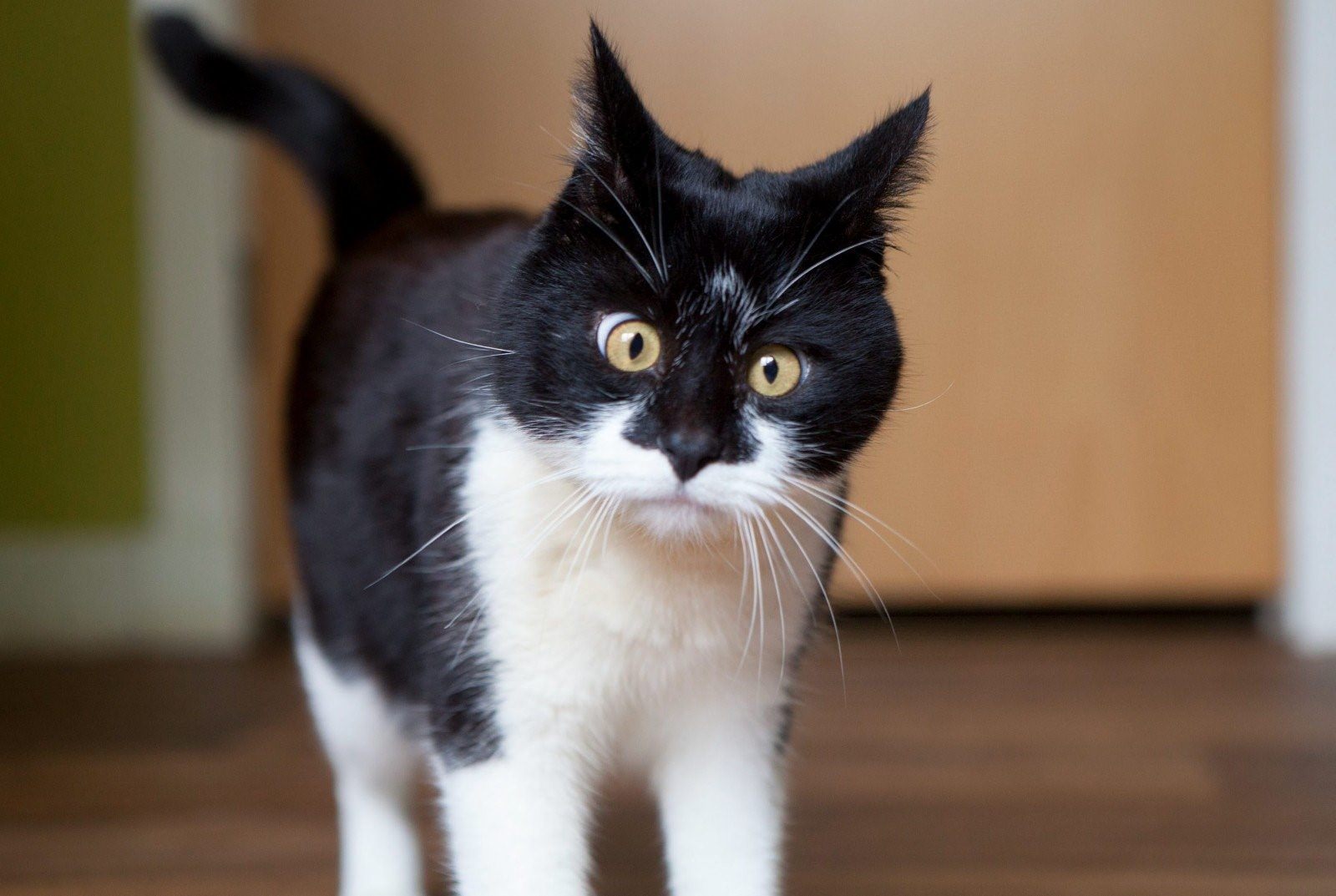 Кошка с косыми глазами порода фото