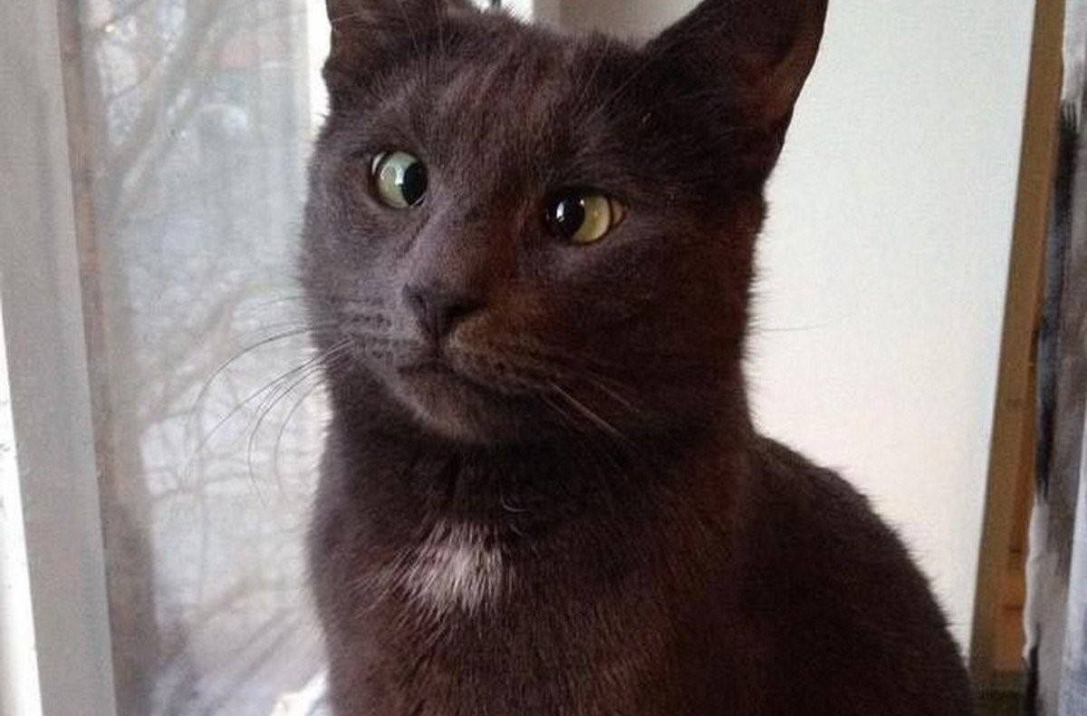 Кошка с косыми глазами порода фото