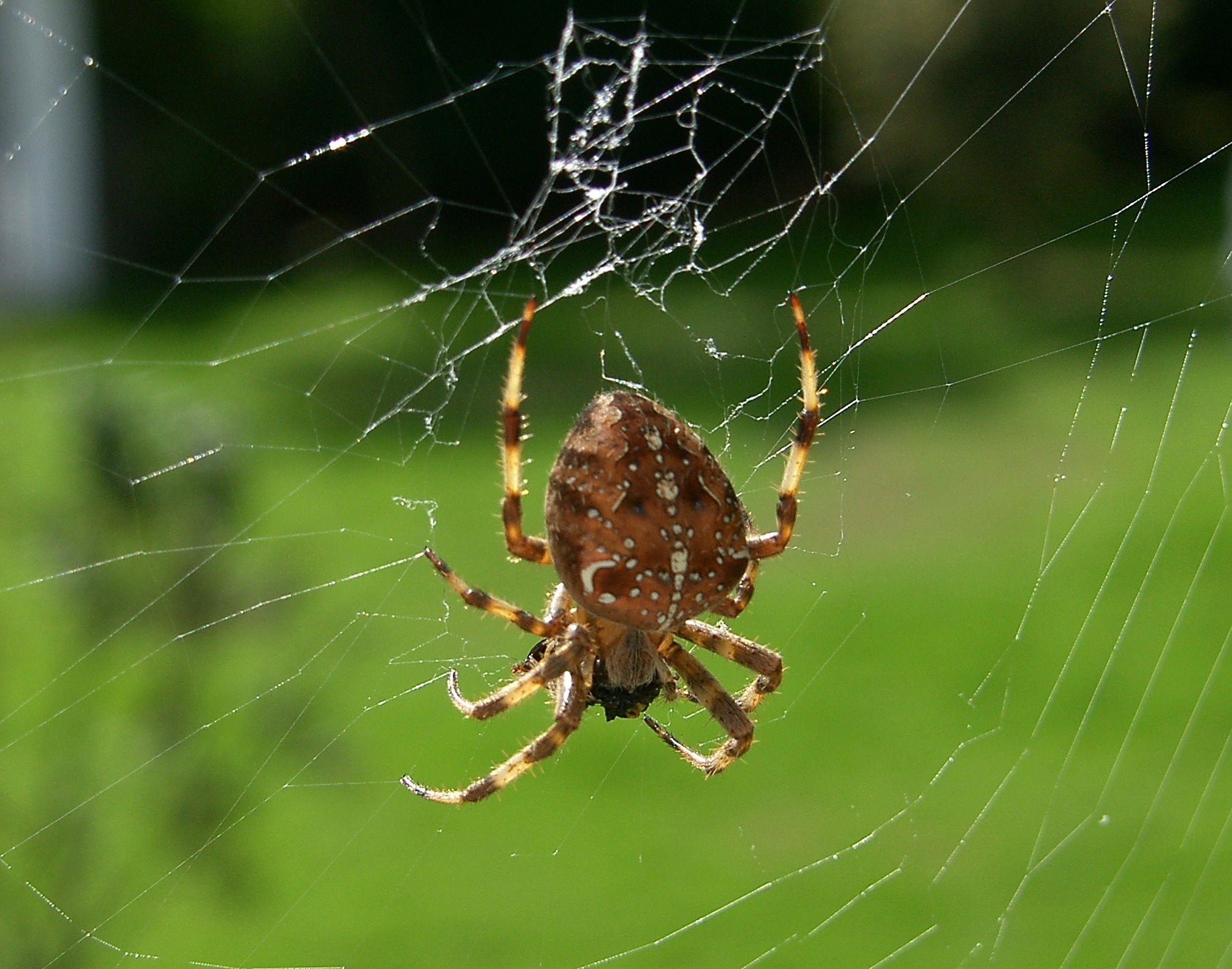 паук крестовик самка фото