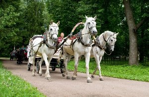 Русская тройка лошадей