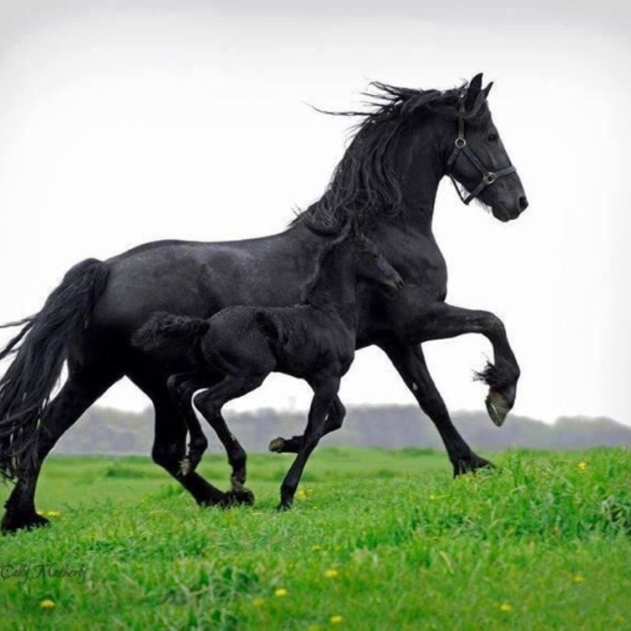 Черный про лошадей. Фриз Фризская лошадь. Фризская лошадь черная Жемчужина. Фризская лошадь породы лошадей.