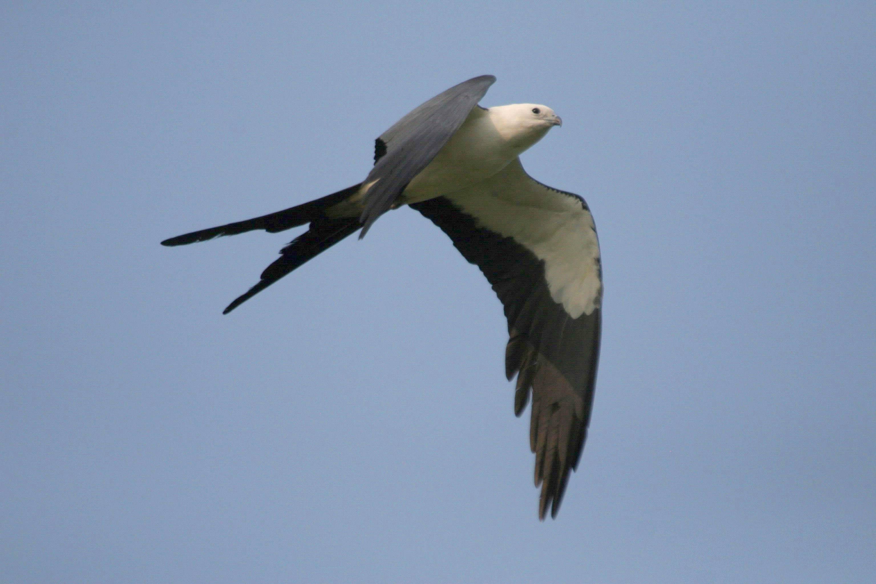 Swallow tail hunt