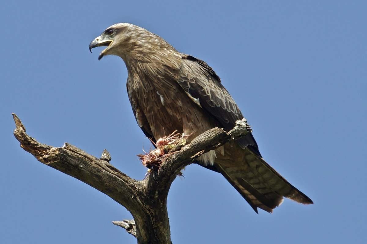 Птицы калининградской области фото с названиями и описанием хищные