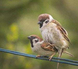 Самец и самка воробья