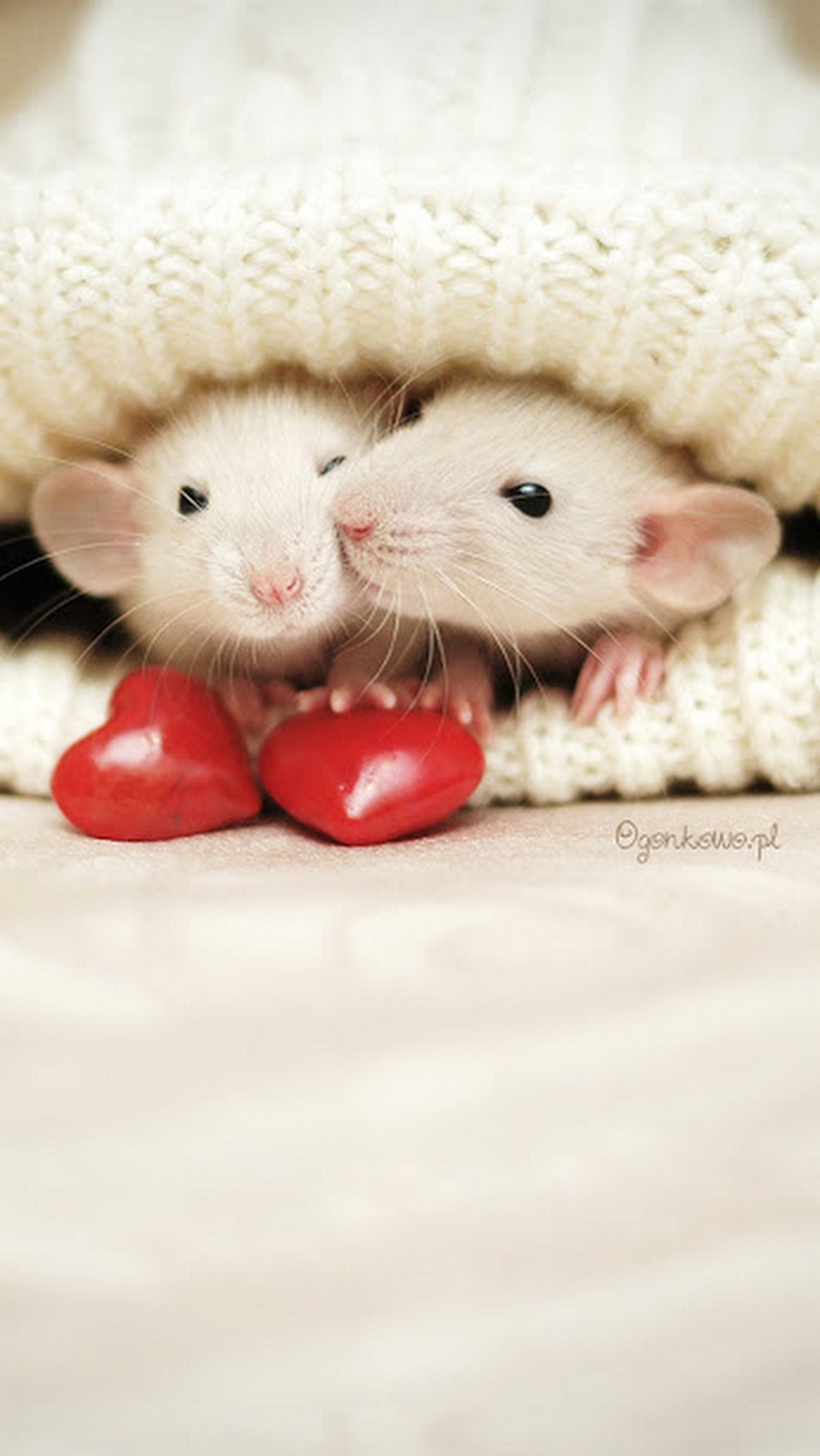 Милая мышь. Милые крыски. Милые мышки. Красивая мышь. Красивый хомяк.