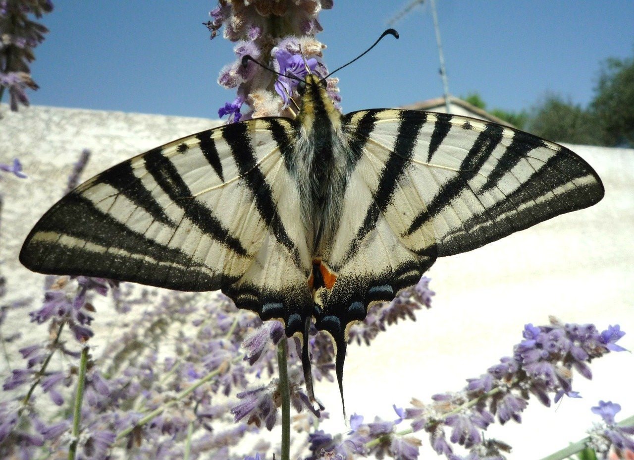 Бабочки курганской области фото с названиями