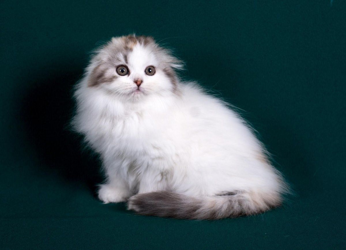 Шотландский вислоухий кот длинношерстный кот фото