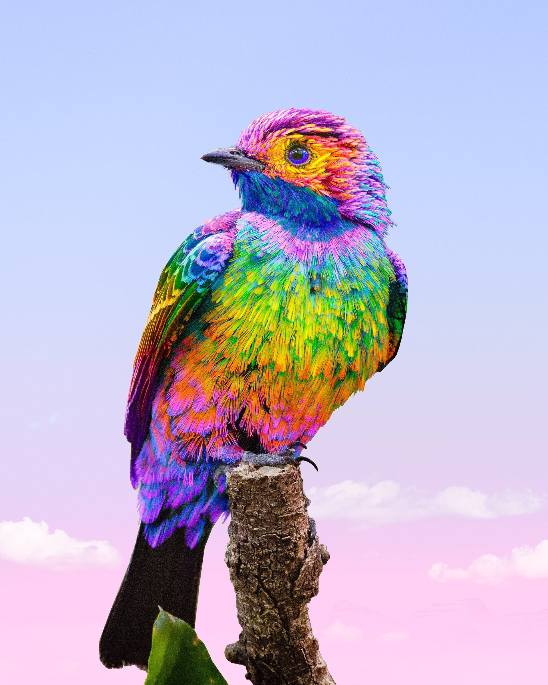 Птица радуга. Радужный попугай мангалиб. Волнистый попугайчик разноцветный. Яркие птицы. Радужная птица.