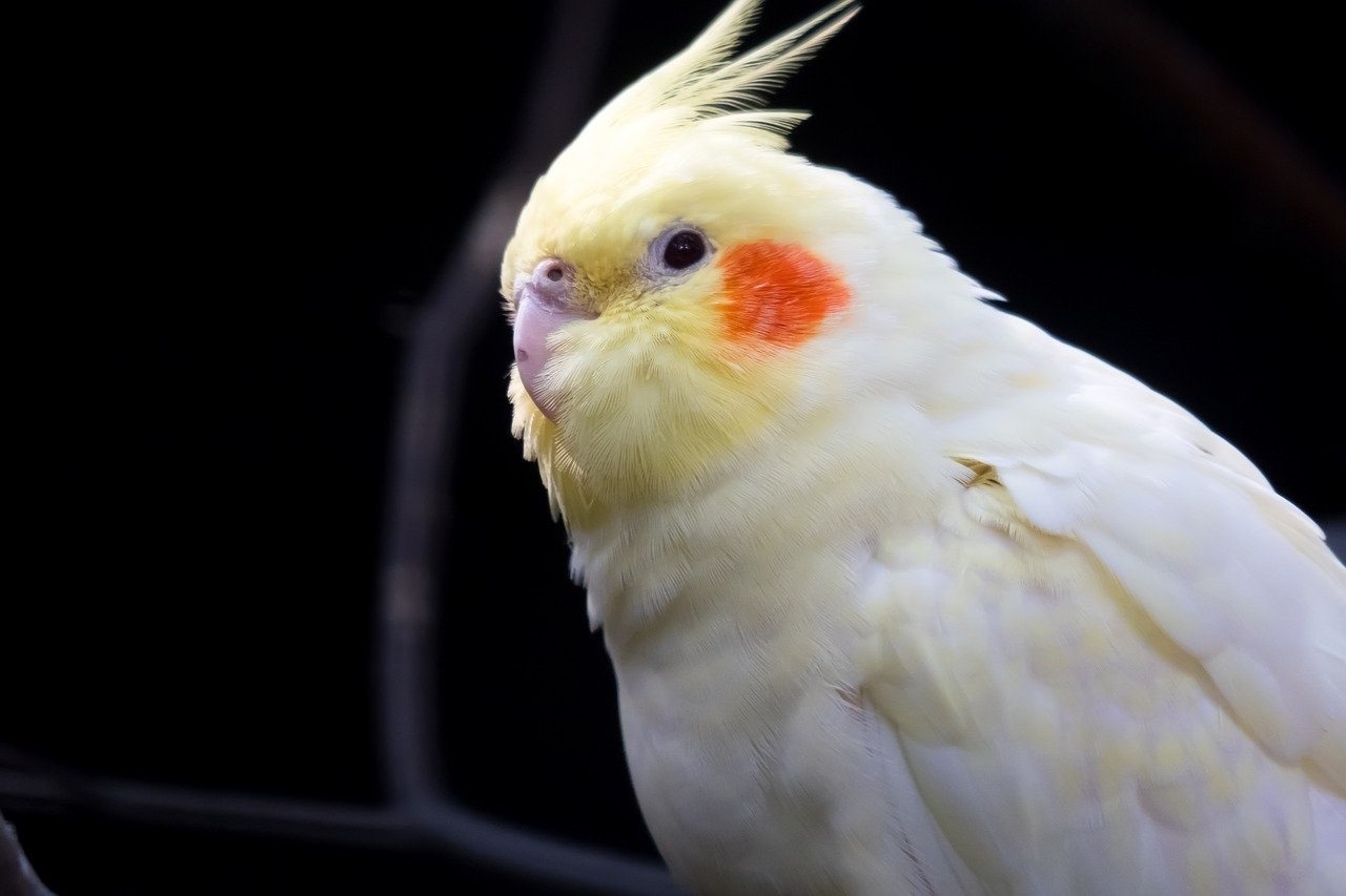 Корелла попугай желтый фото