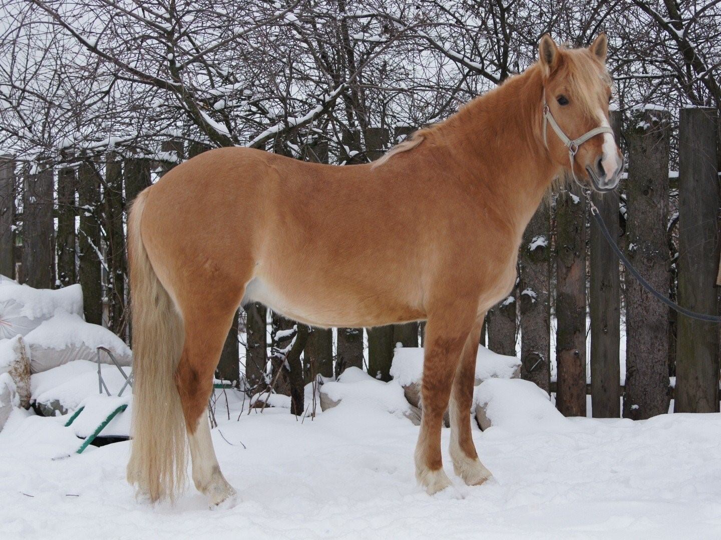 Конни купить. Белорусская упряжная лошадь. Саврасая масть. Белорусская упряжная порода лошадей. Лошадь породы белорусская упряжная лошадь.