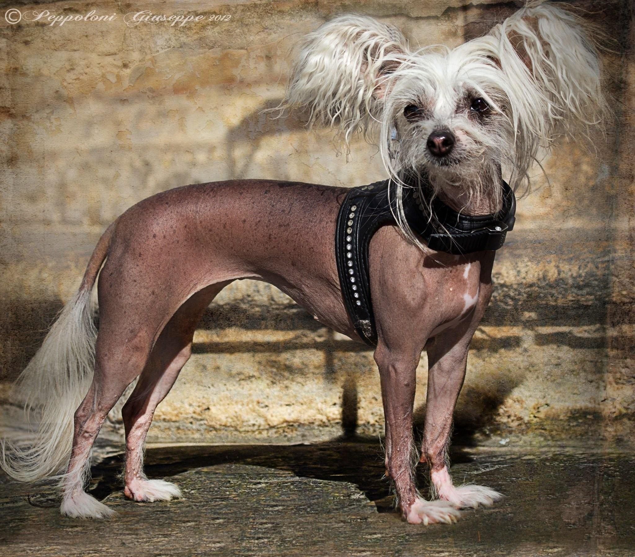 Китайская хохлатая собака фото лысая