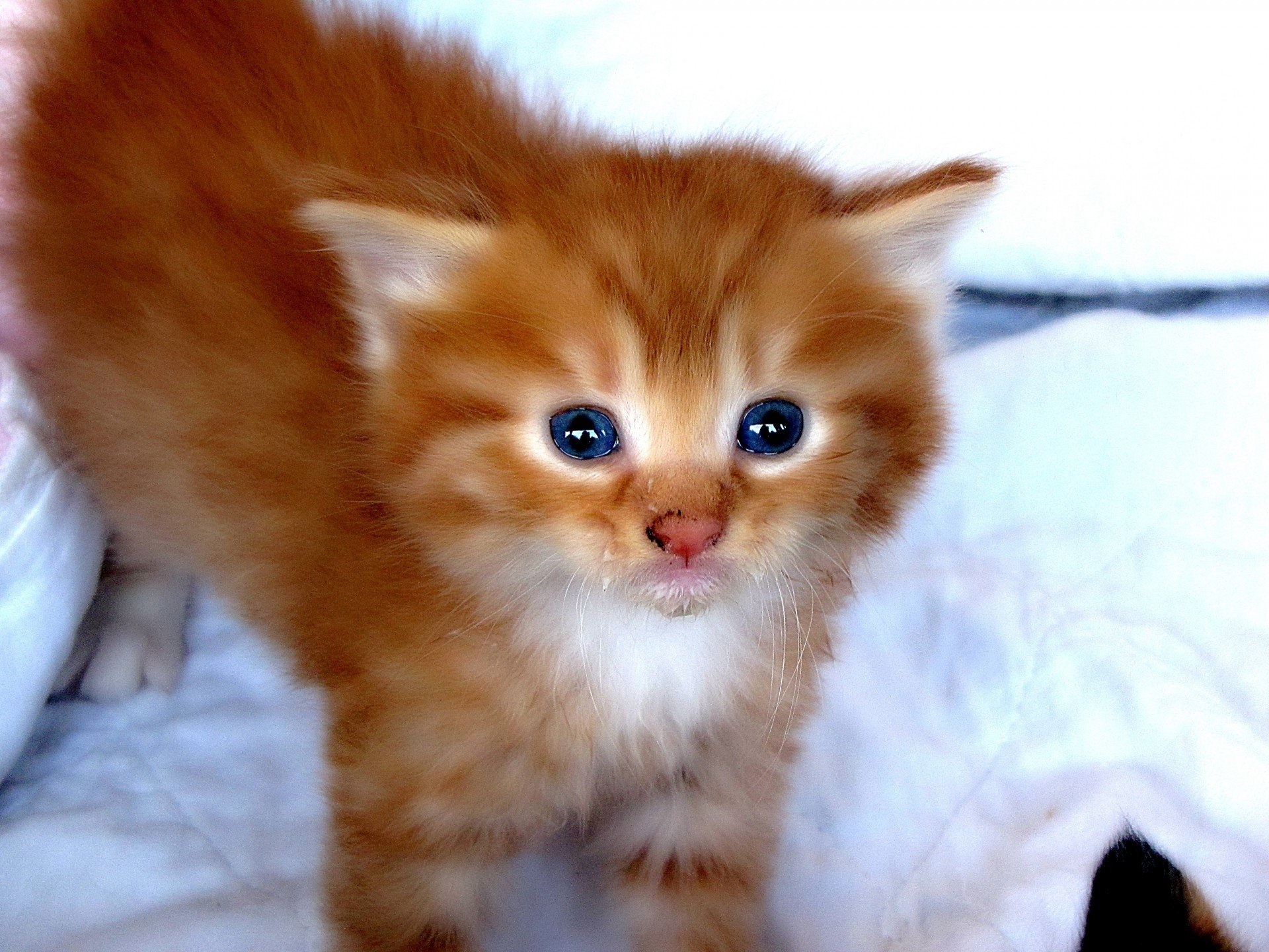 Котенок оранжевый