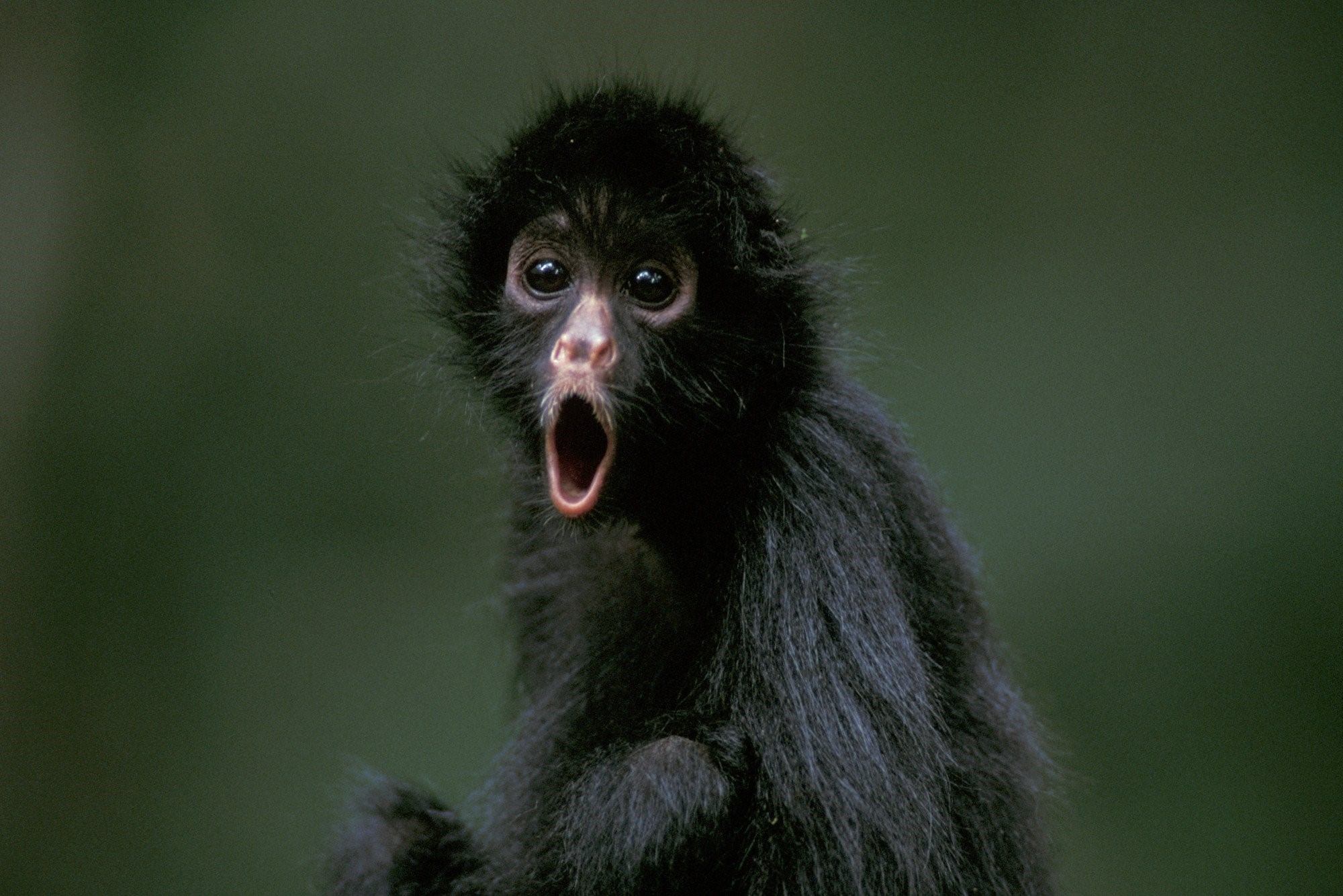 Прилепина черная обезьяна. Хохлатая обезьяна черная. Чёрная водяная обезьяна. Мексиканская обезьяна. Маленькие черные обезьянки.