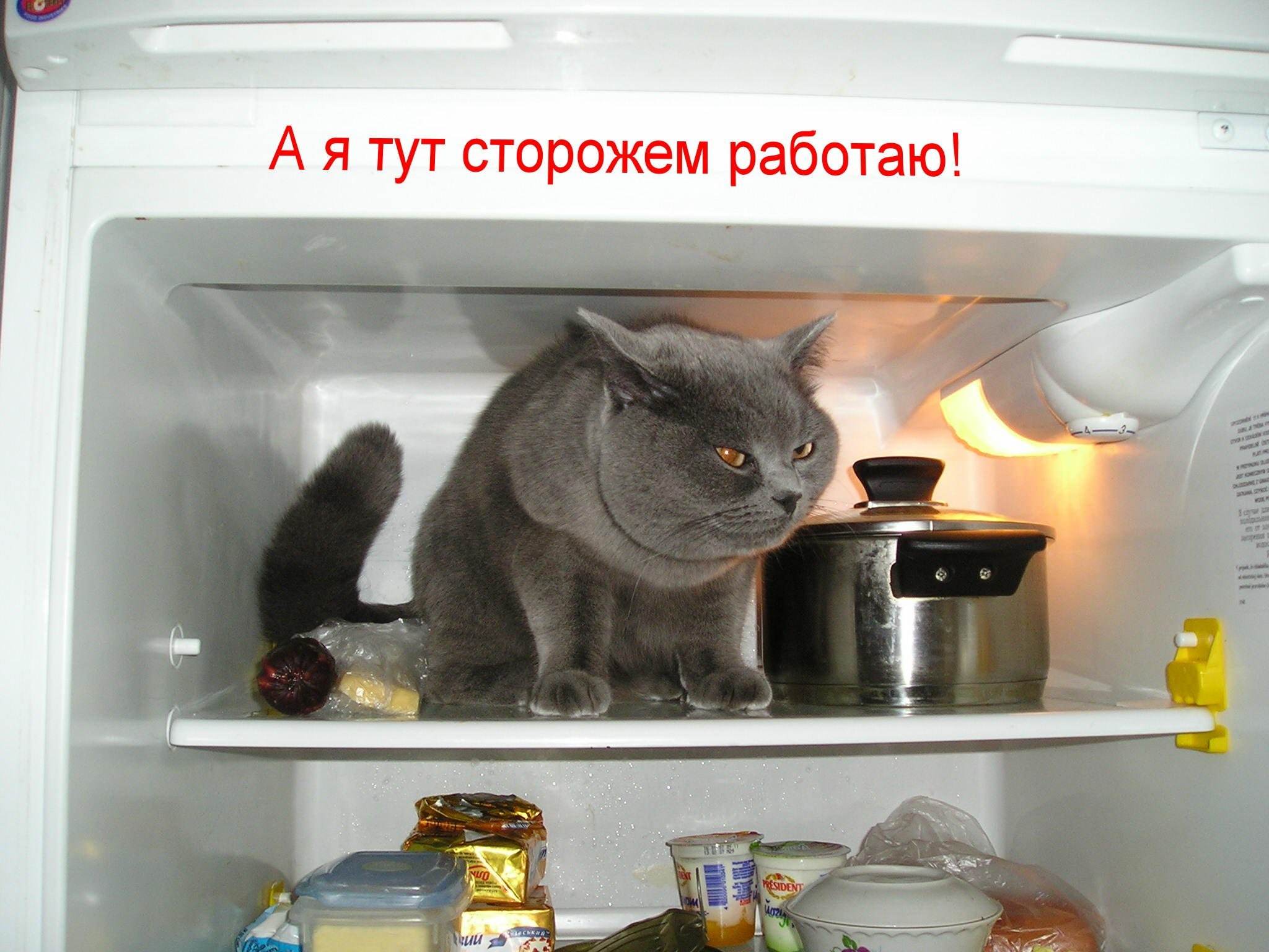 картинки кота в холодильнике