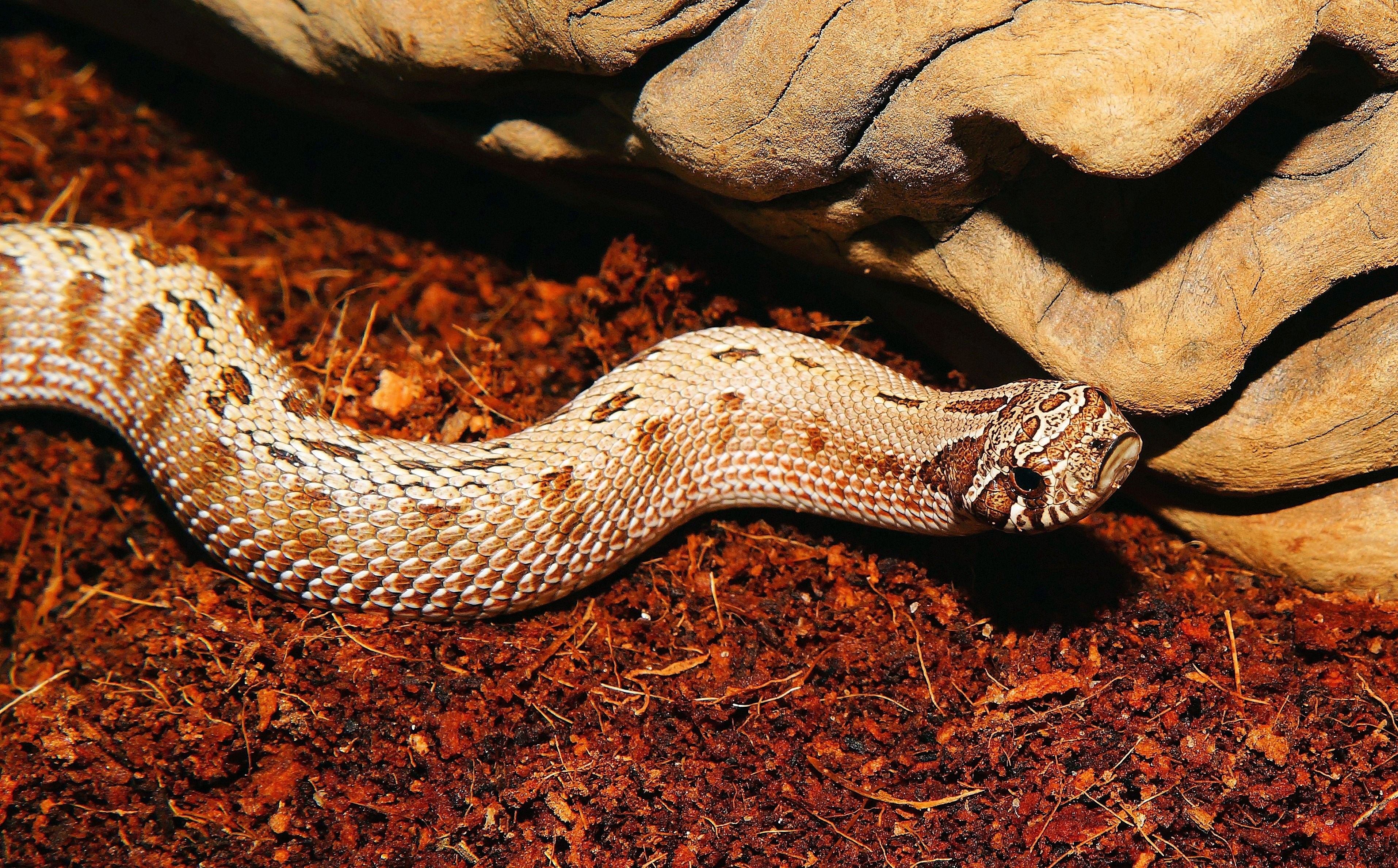 К чему снится змея которая нападает. Мокасиновая гадюка. Heterodon nasicus. Североамериканская свиноносая змея. Шипохвост австралийский змея.