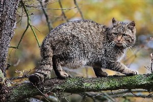 Европейский лесной кот