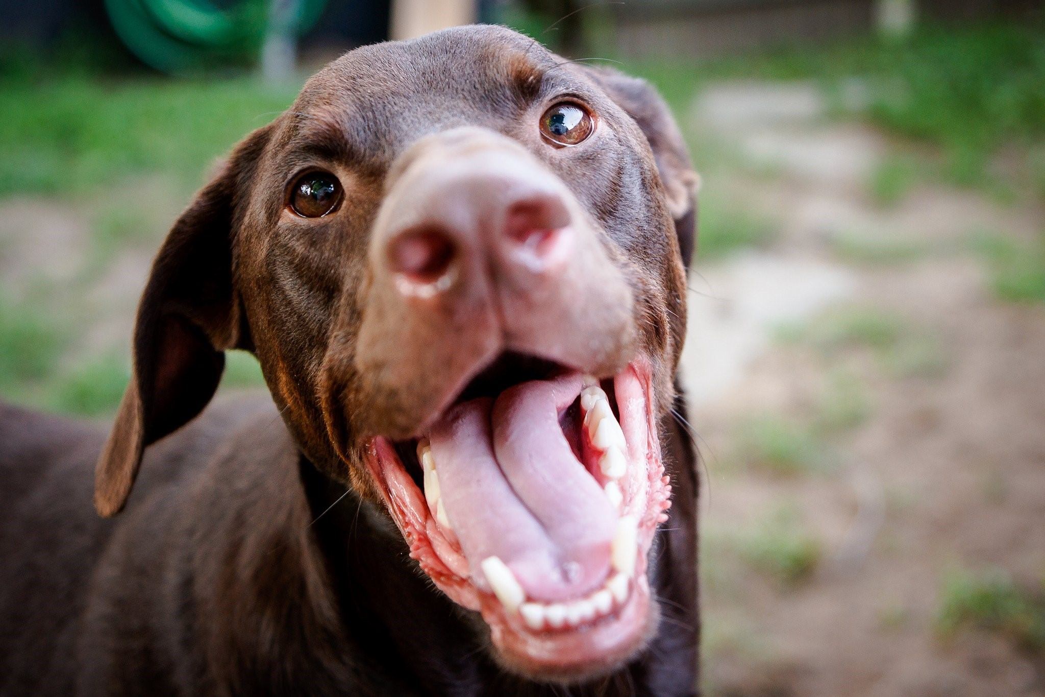 Почему собака часто открывает рот. Собака с высунутым языком.