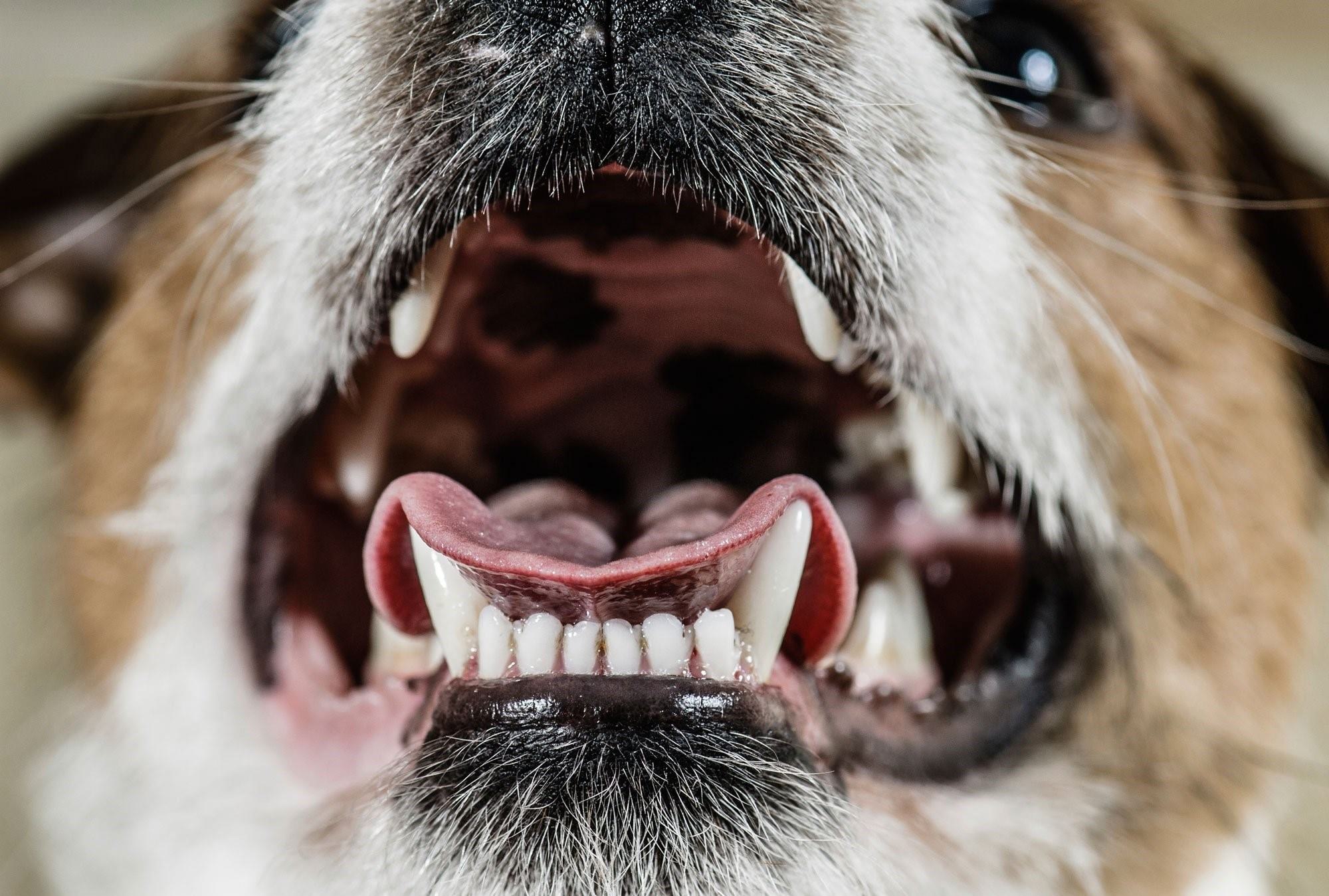 Собака открывает рот и часто дышит